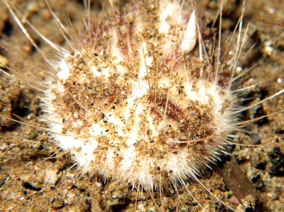 Longspine Heart Urchin - Maretia planulata