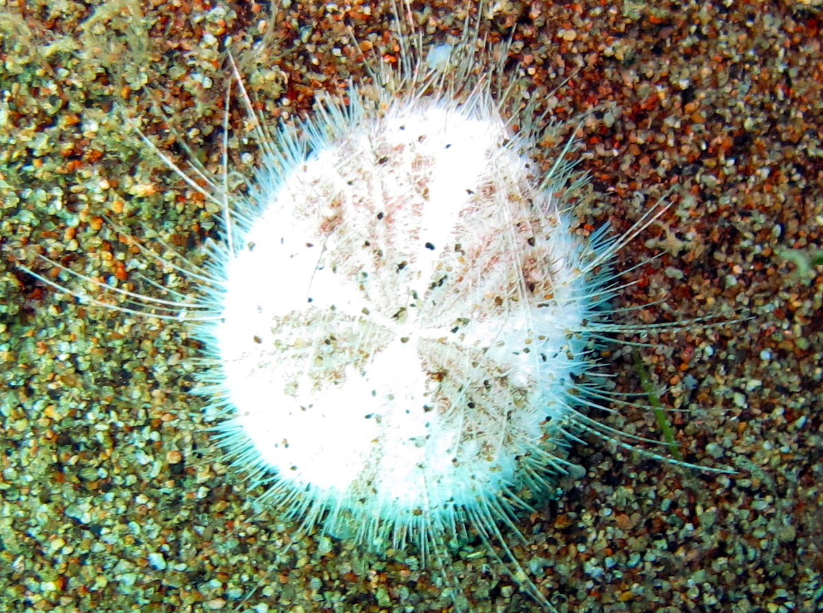 Longspine Heart Urchin - Maretia planulata