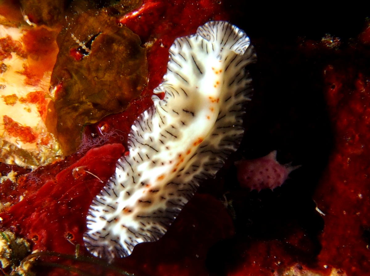 Maritigrella eschara - Maritigrella eschara - Fiji