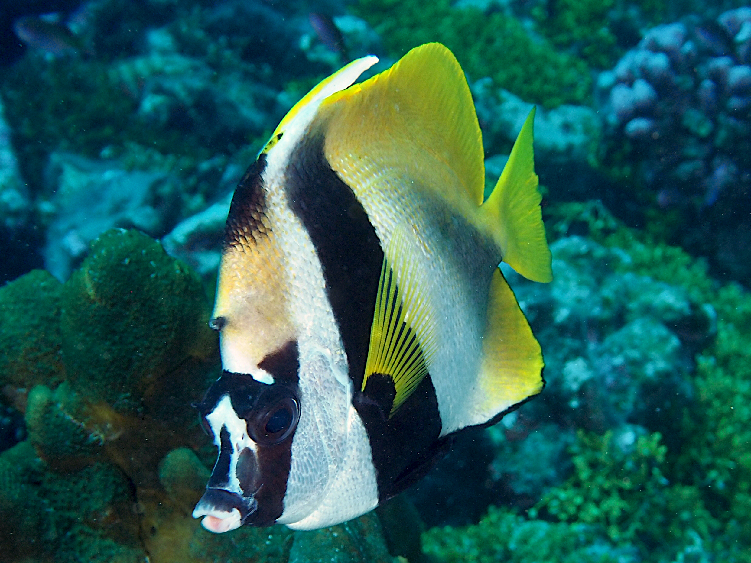 Masked Bannerfish - Heniochus monoceros
