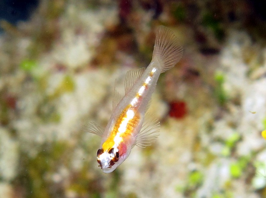Masked Goby - Coryphopterus personatus