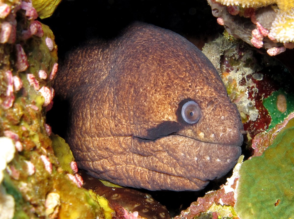 Masked Moray Eel - Gymnothorax breedeni
