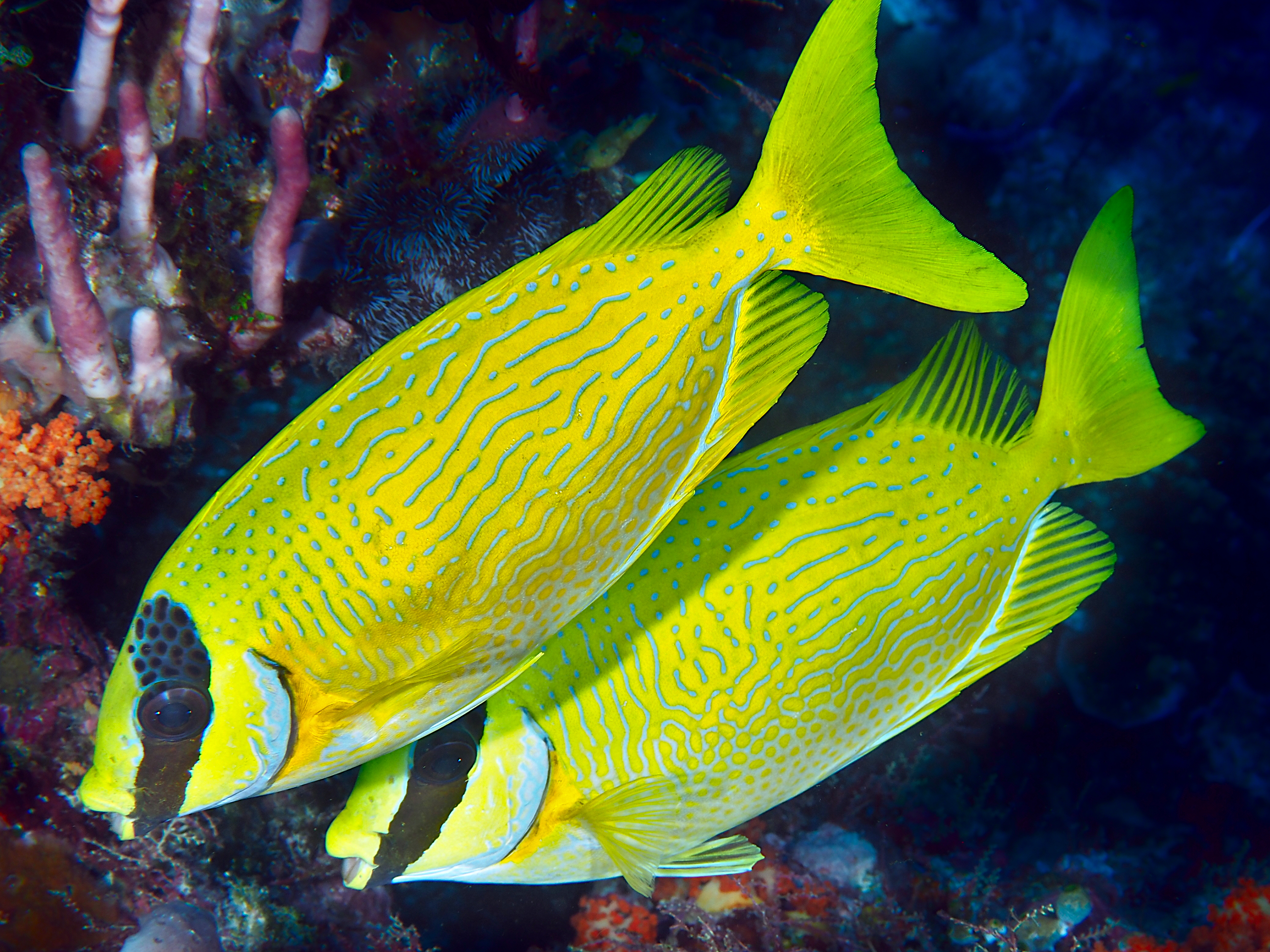 Masked Rabbitfish - Siganus puellus