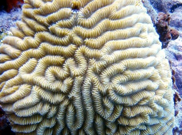 Maze Coral - Meandrina meandrites