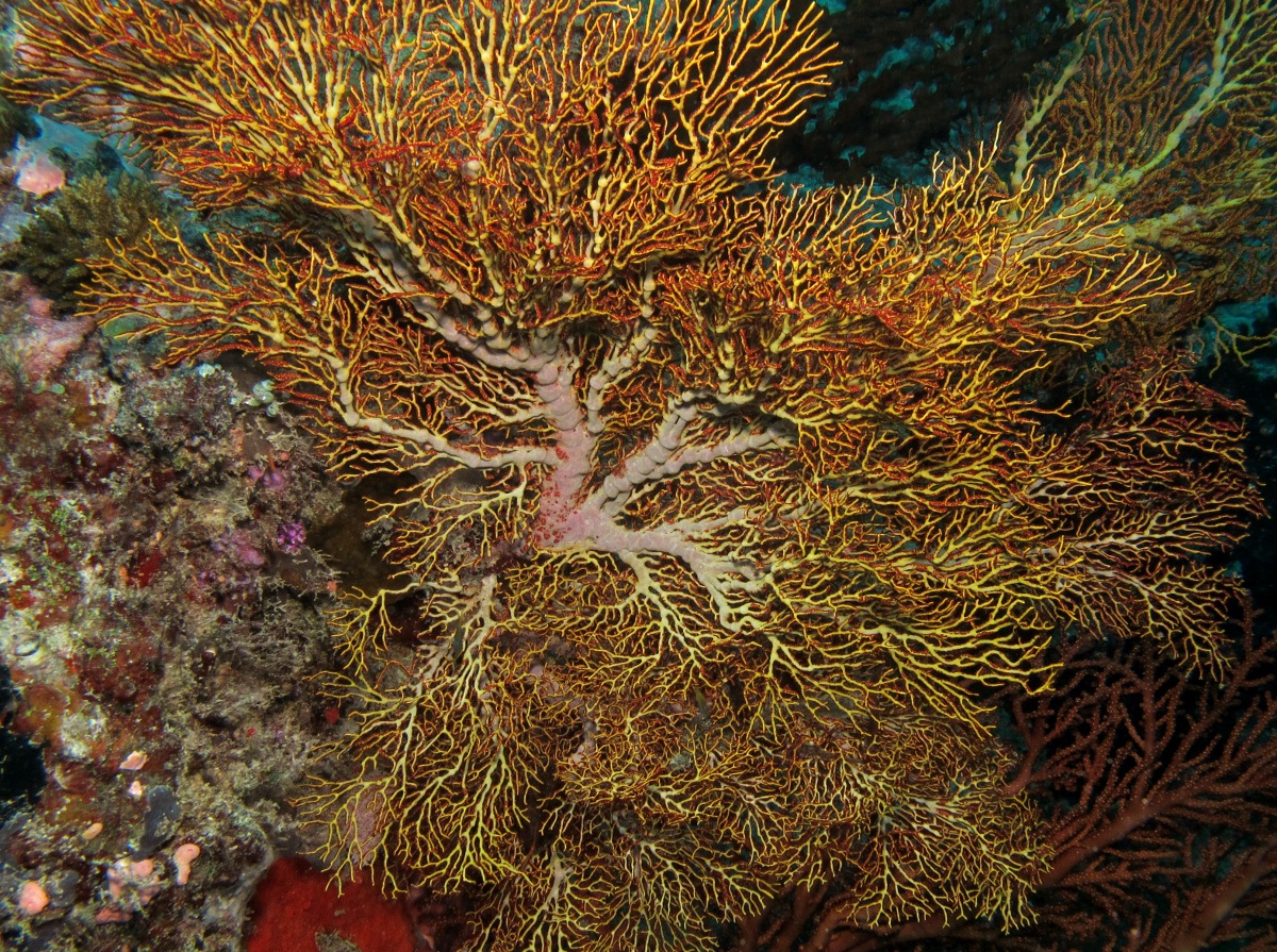 Giant Sea Fan - Melithaea sp. - Palau