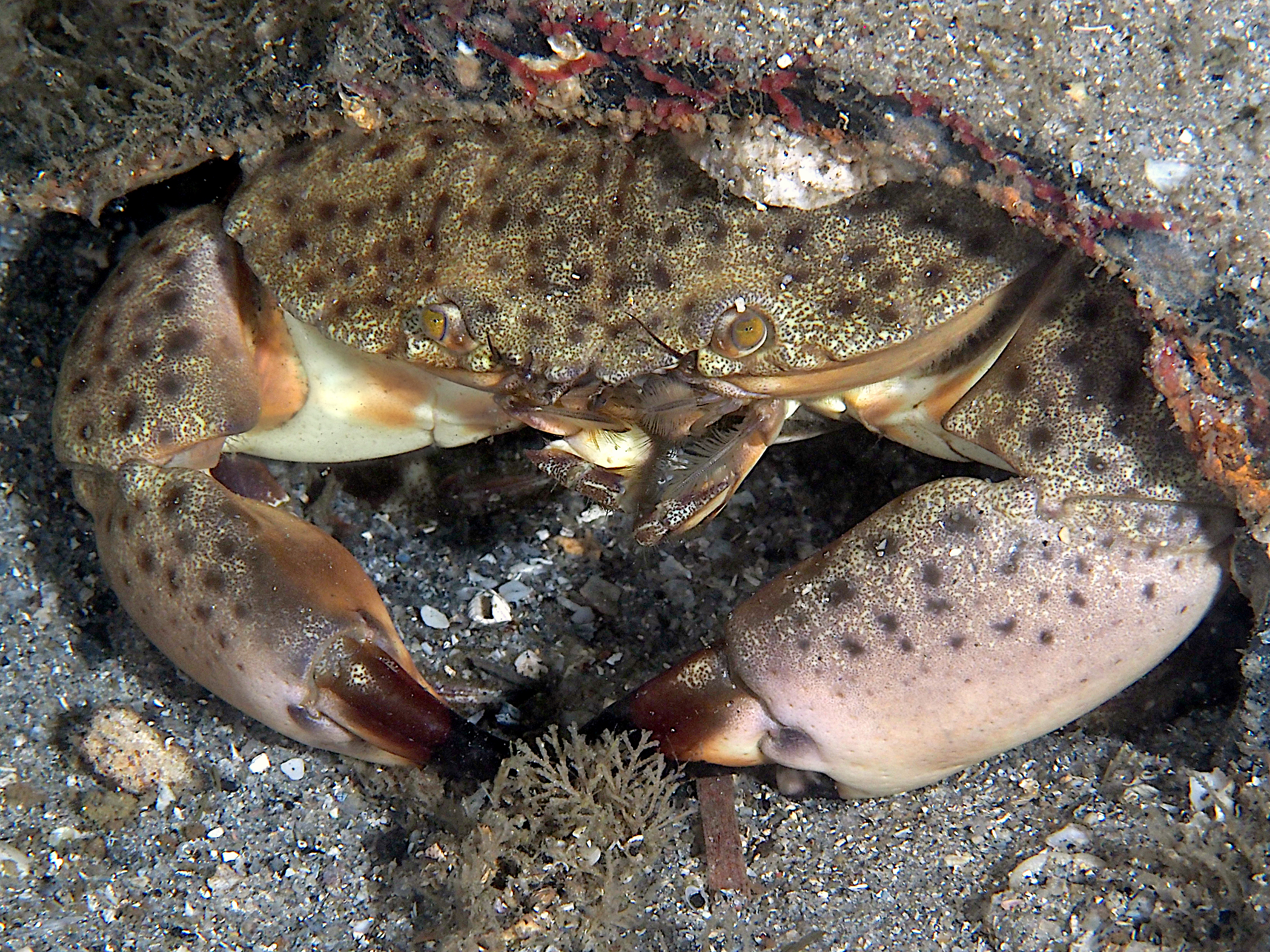 Florida Stone Crab - Menippe mercenaria