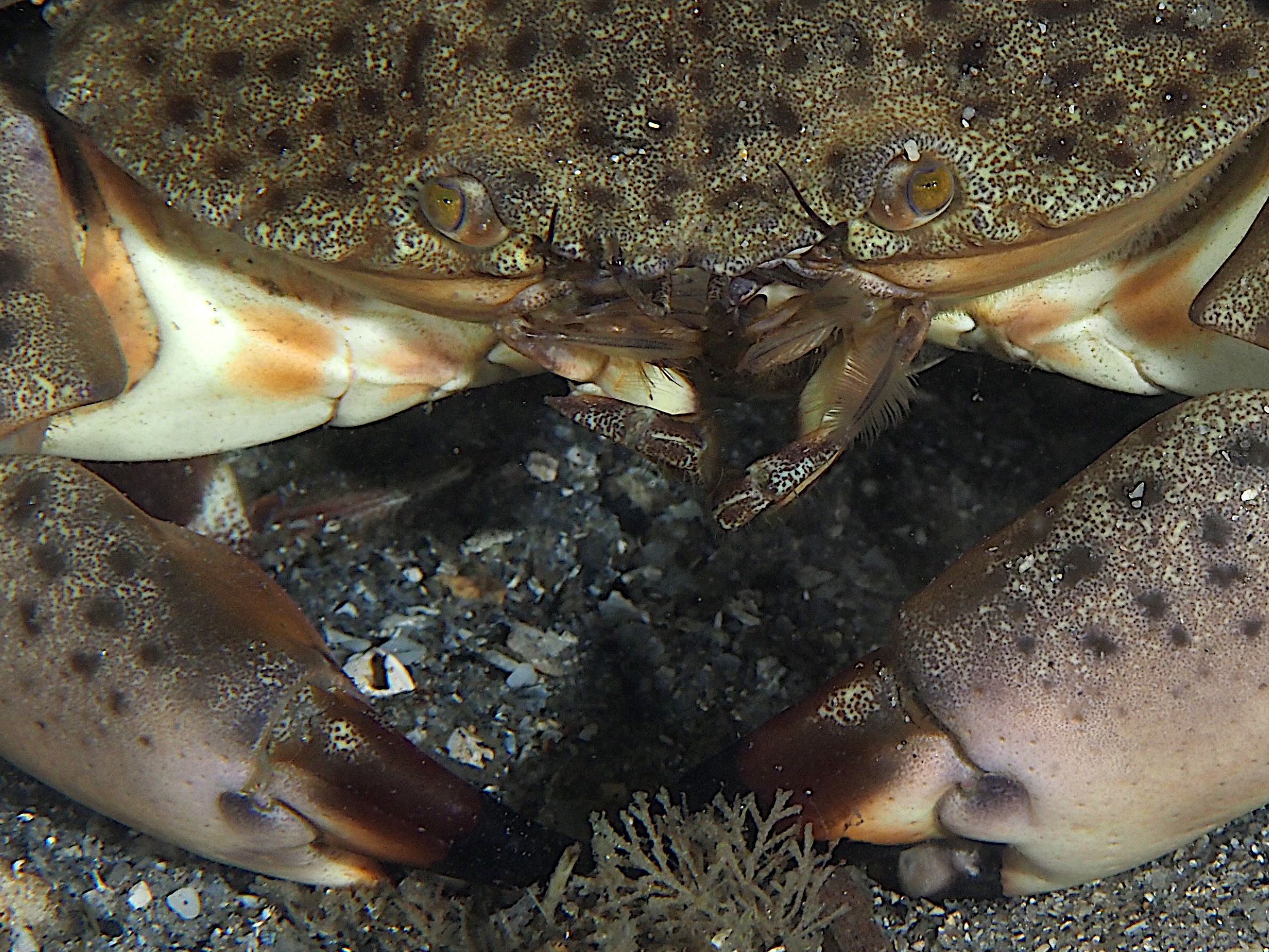 Florida Stone Crab - Menippe mercenaria
