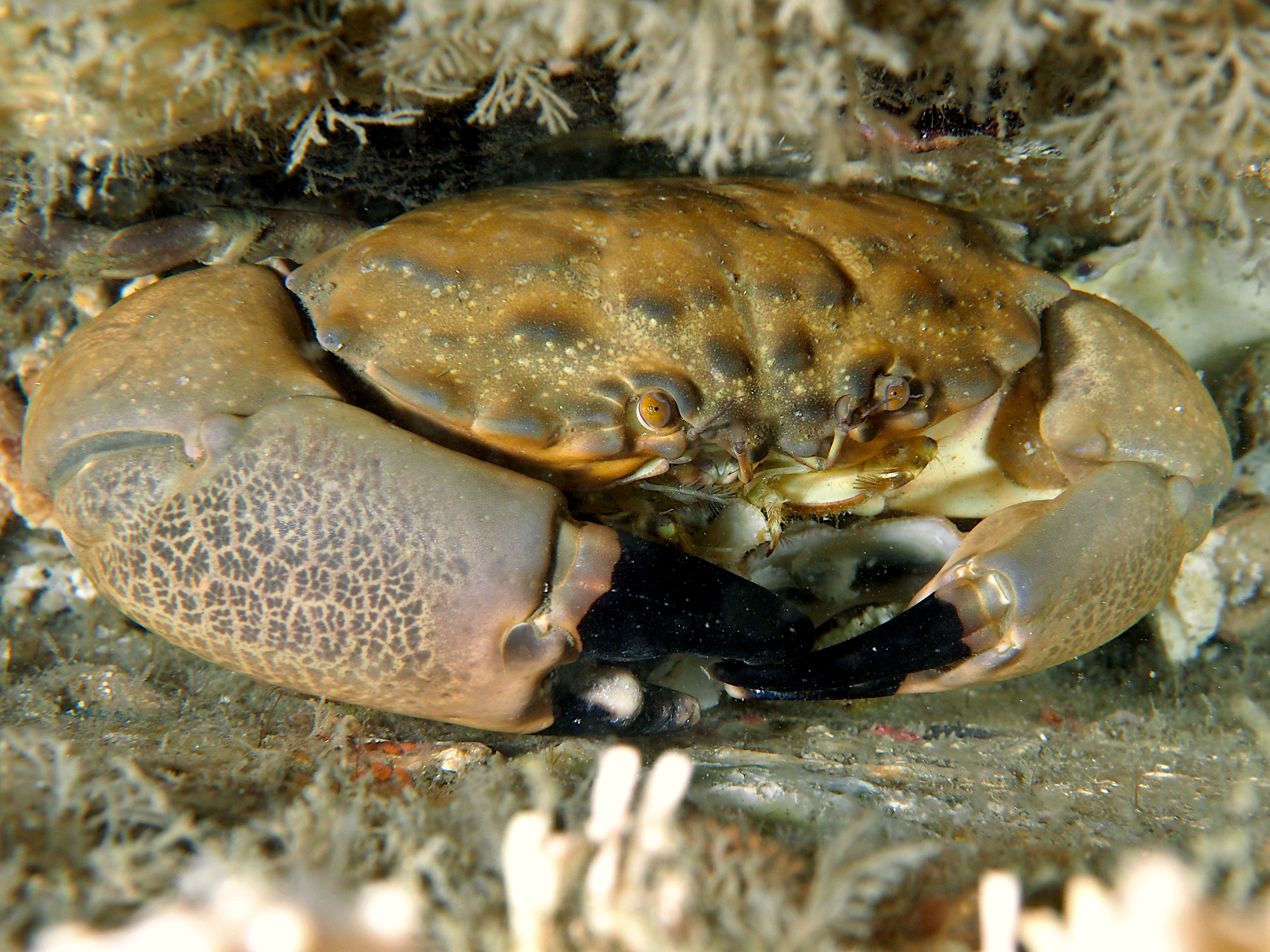 Cuban Stone Crab - Menippe nodifrons