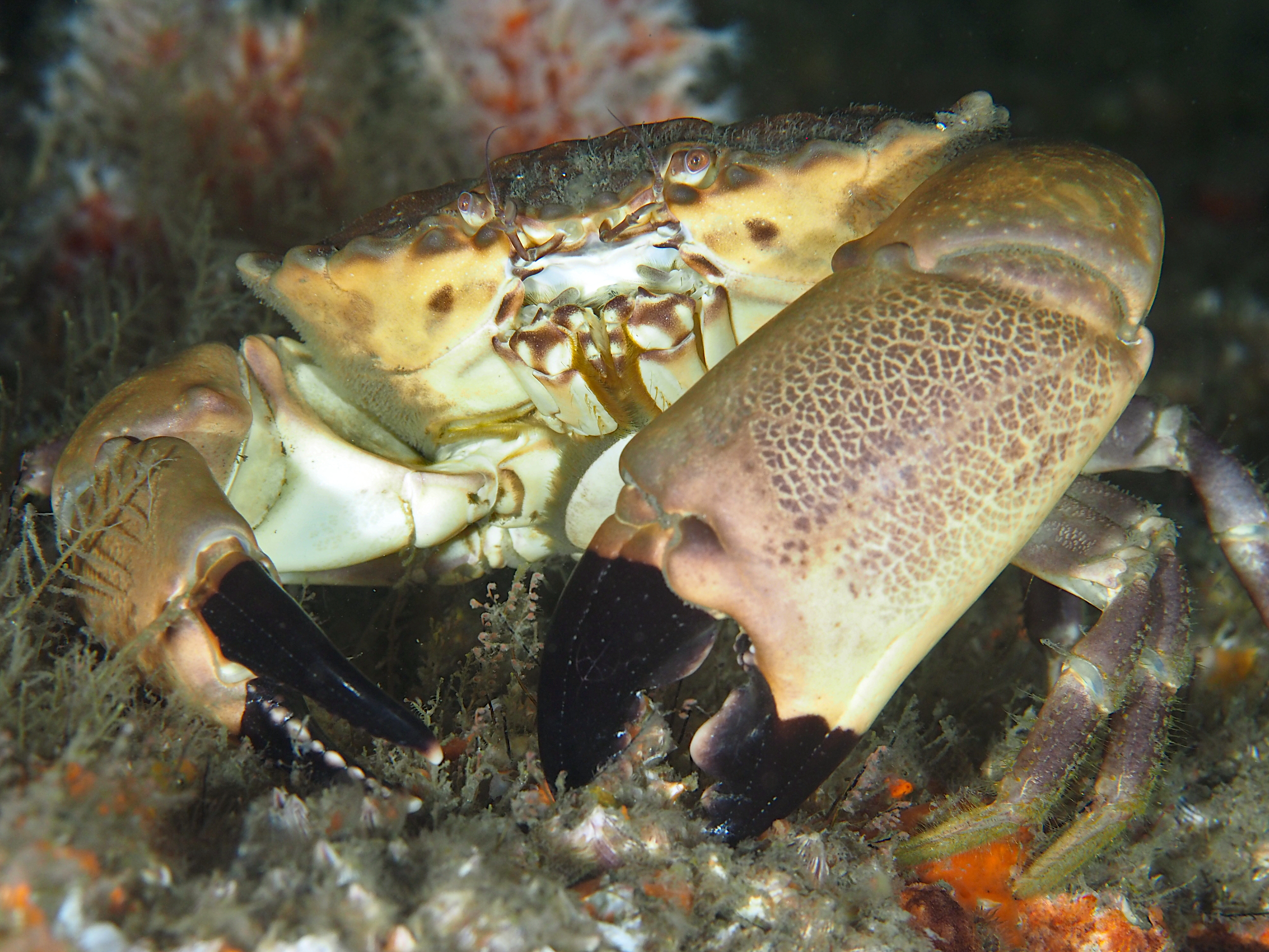 Cuban Stone Crab - Menippe nodifrons