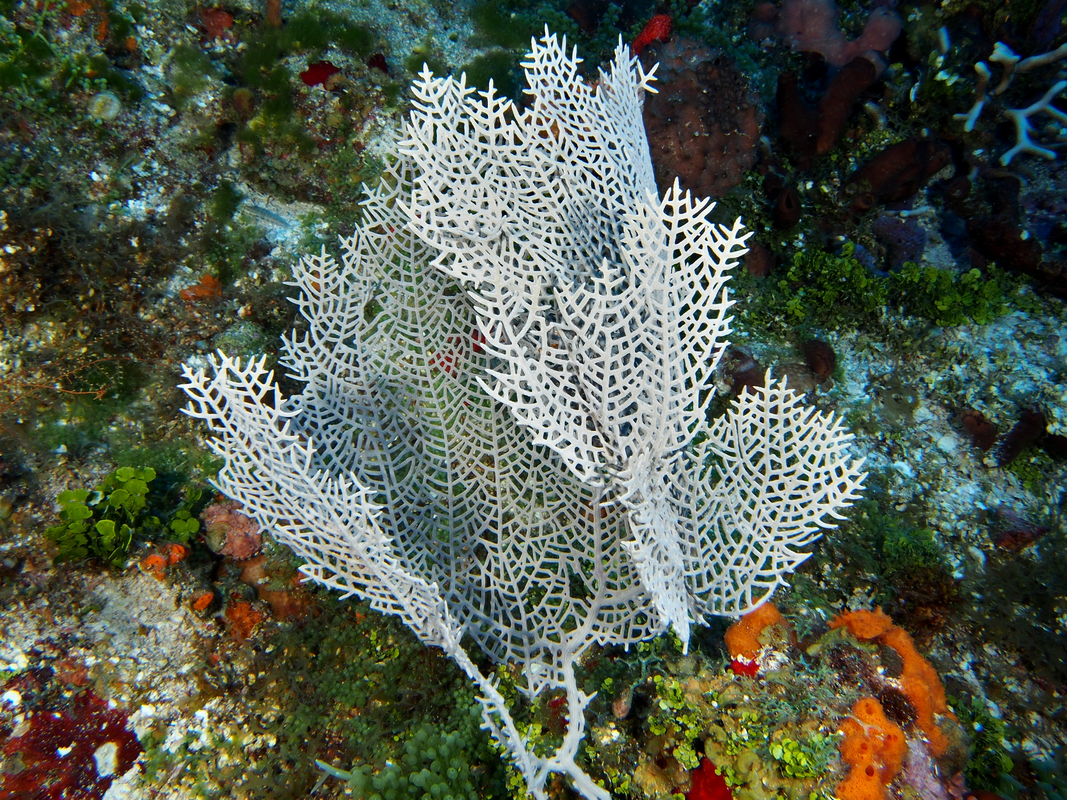 Wide-Mesh Sea Fan - Gorgonia mariae