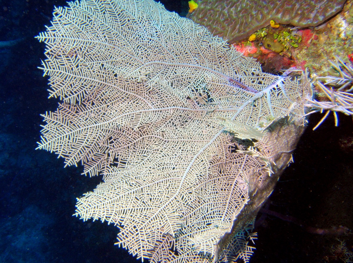 Wide-Mesh Sea Fan - Gorgonia mariae