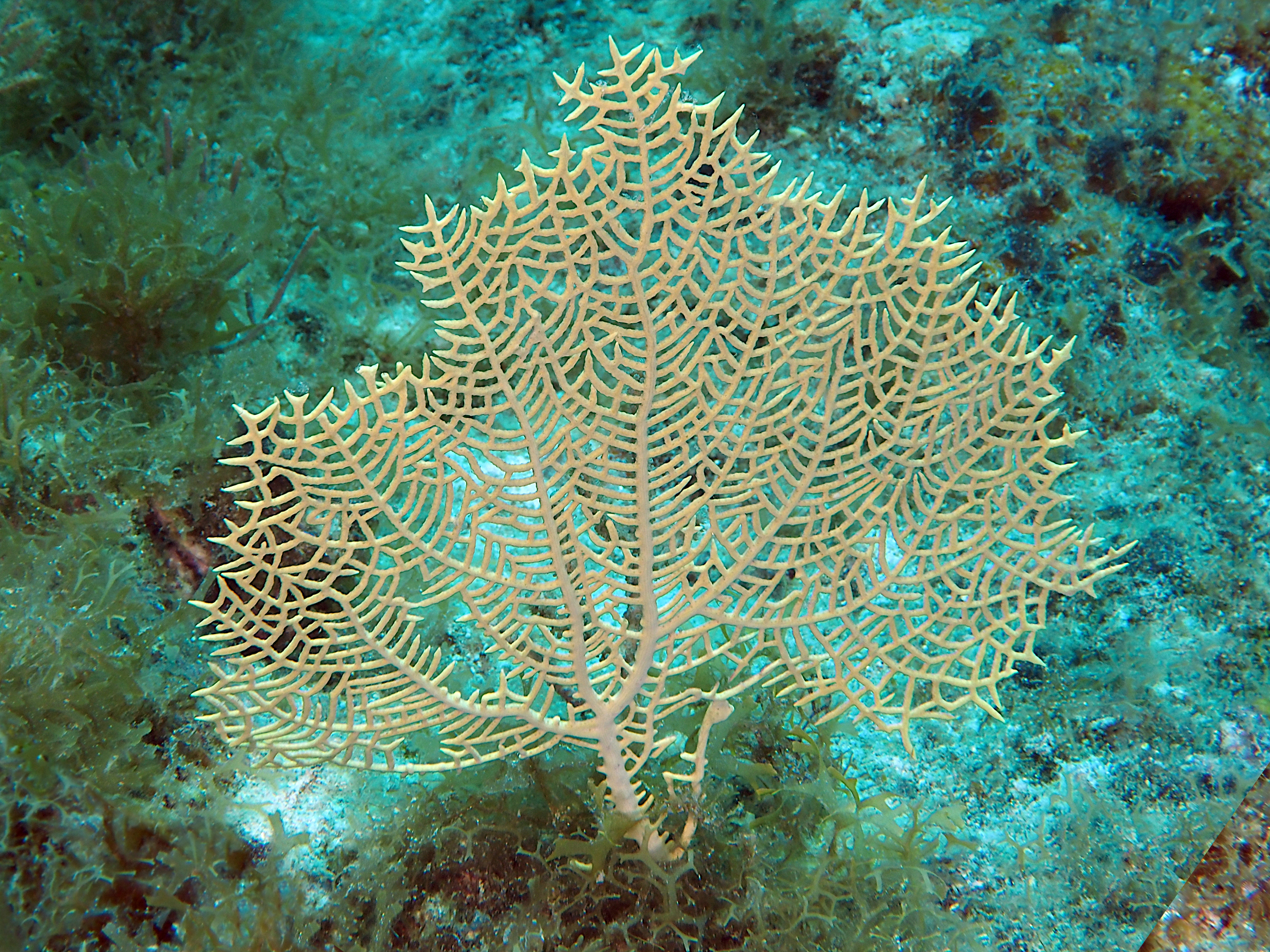 Wide-Mesh Sea Fan - Gorgonia mariae