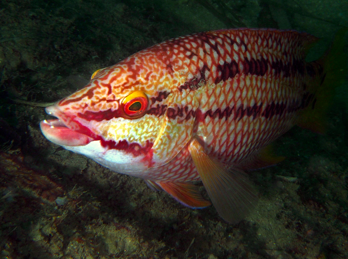 Mexican Hogfish - Bodianus diplotaenia
