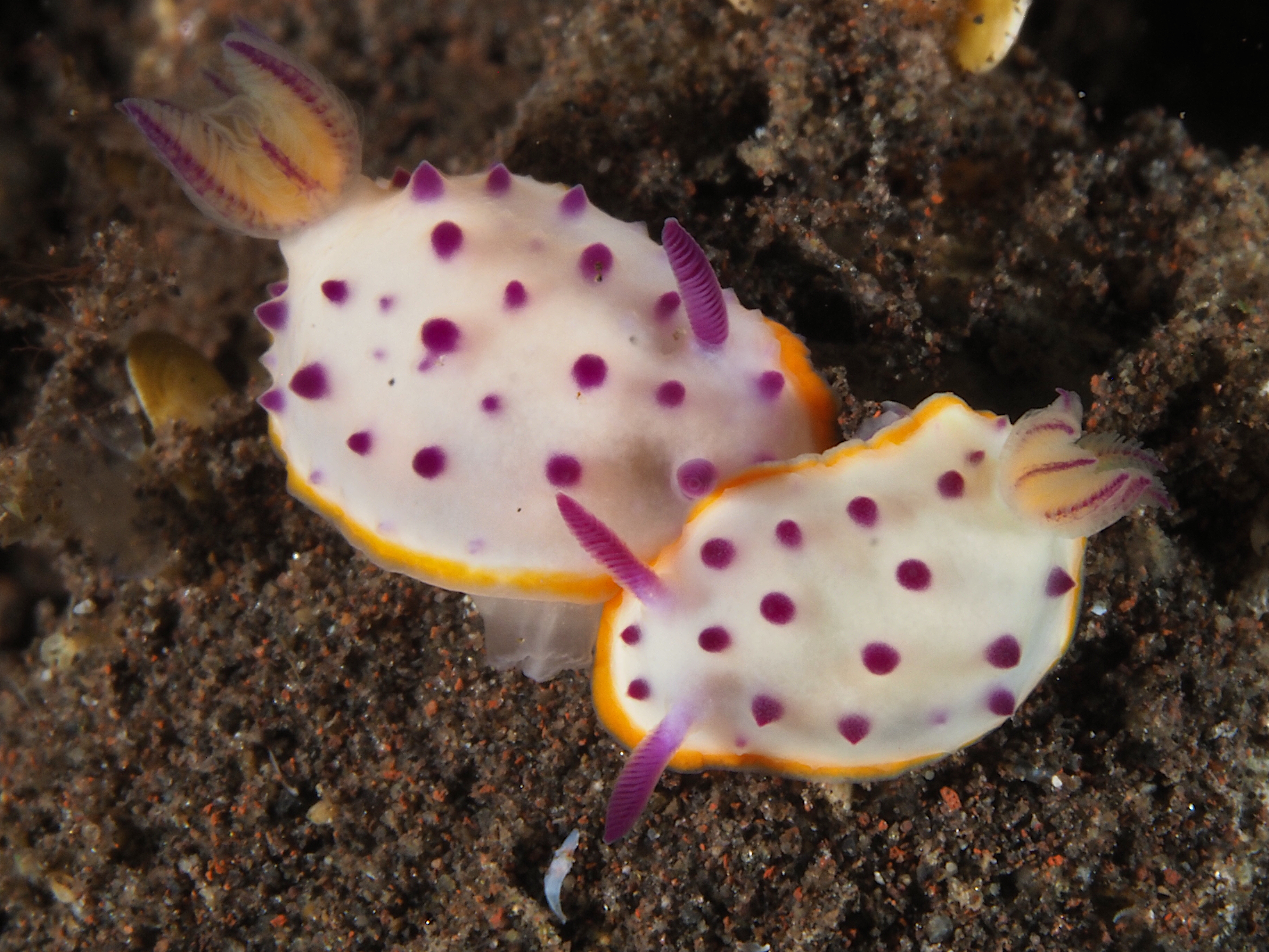 mari's Mexichromis - Mexichromis mariei