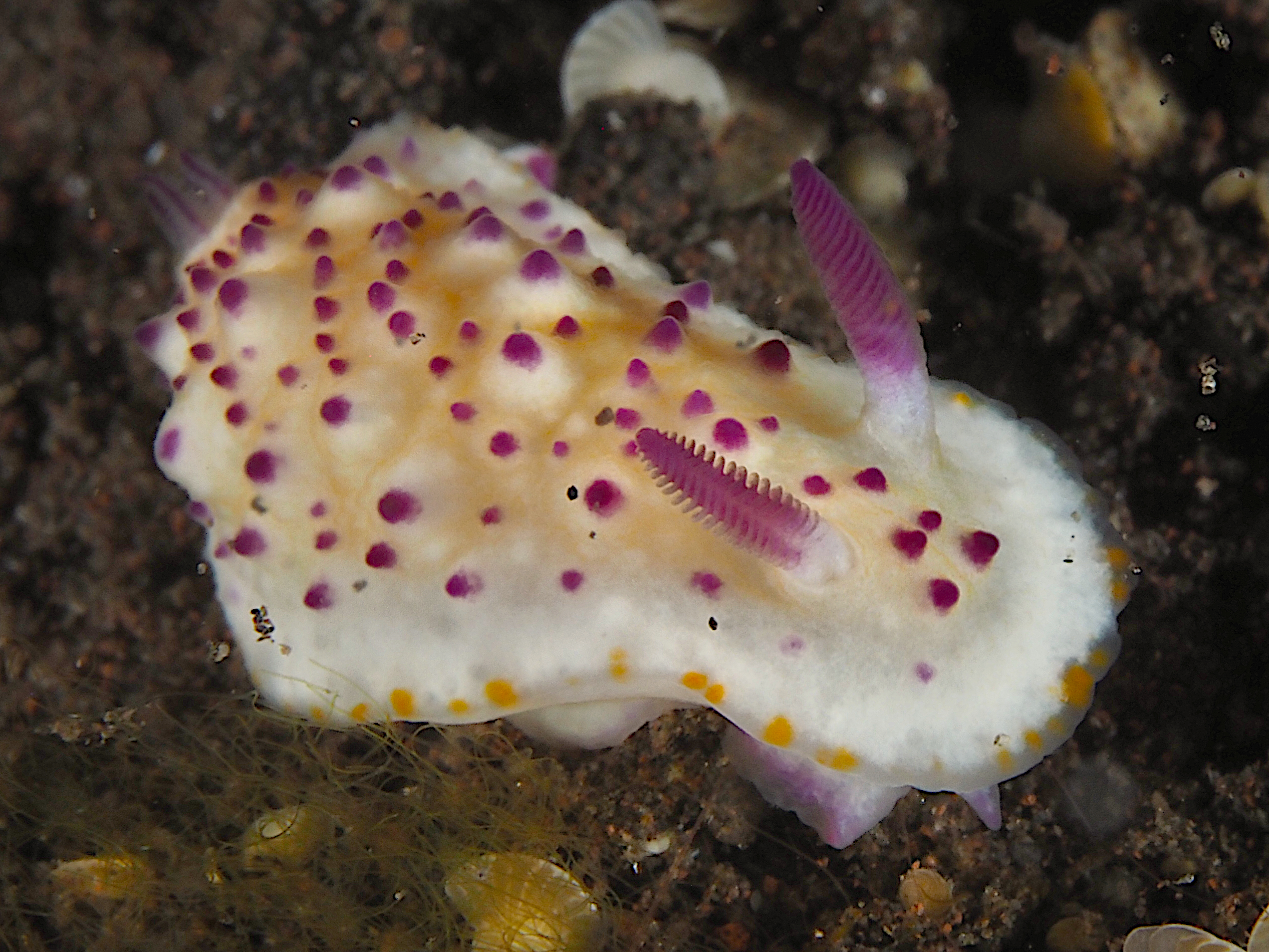 Bumpy Mexichromis - Mexichromis multituberculata