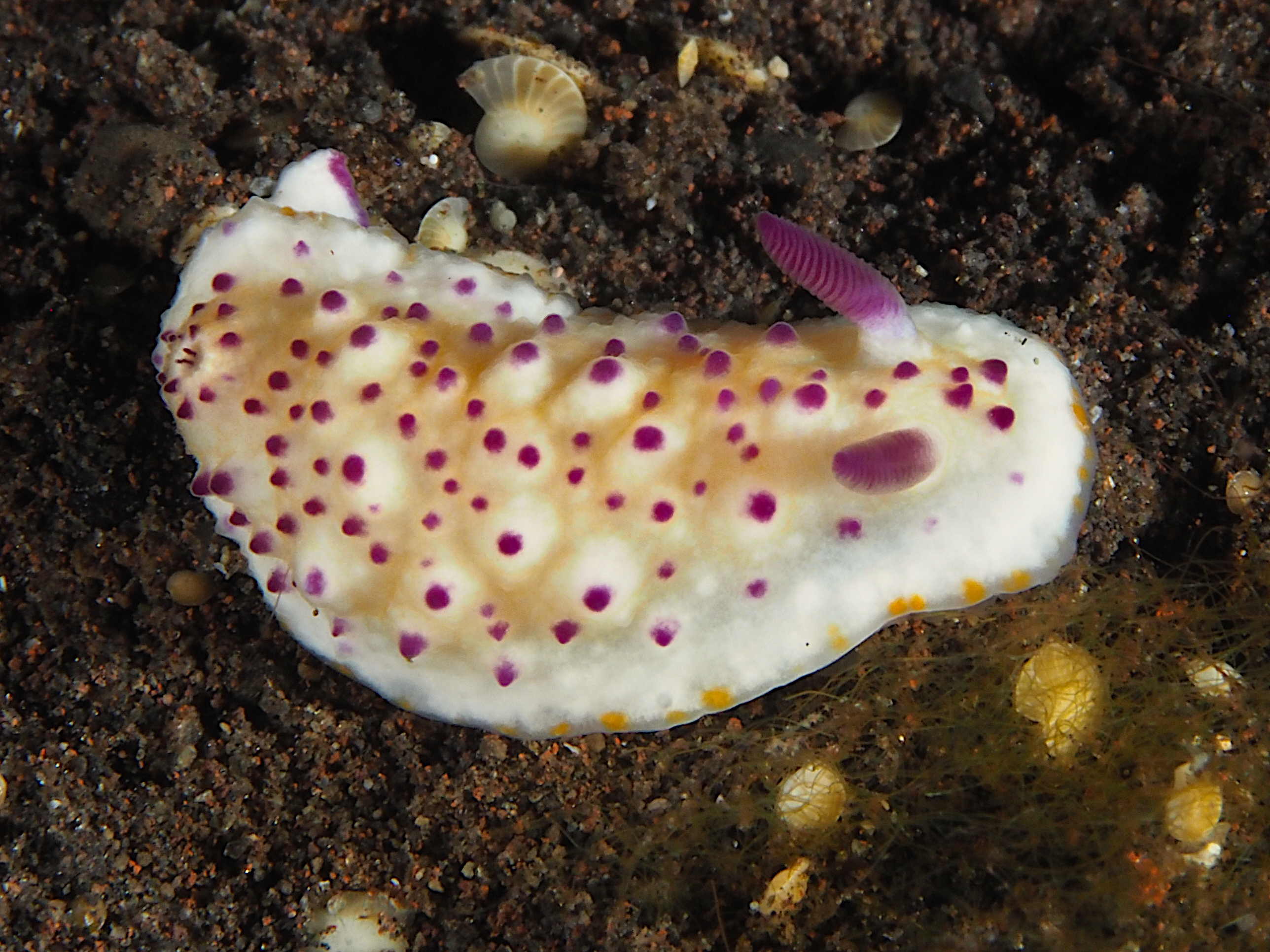 Bumpy Mexichromis - Mexichromis multituberculata