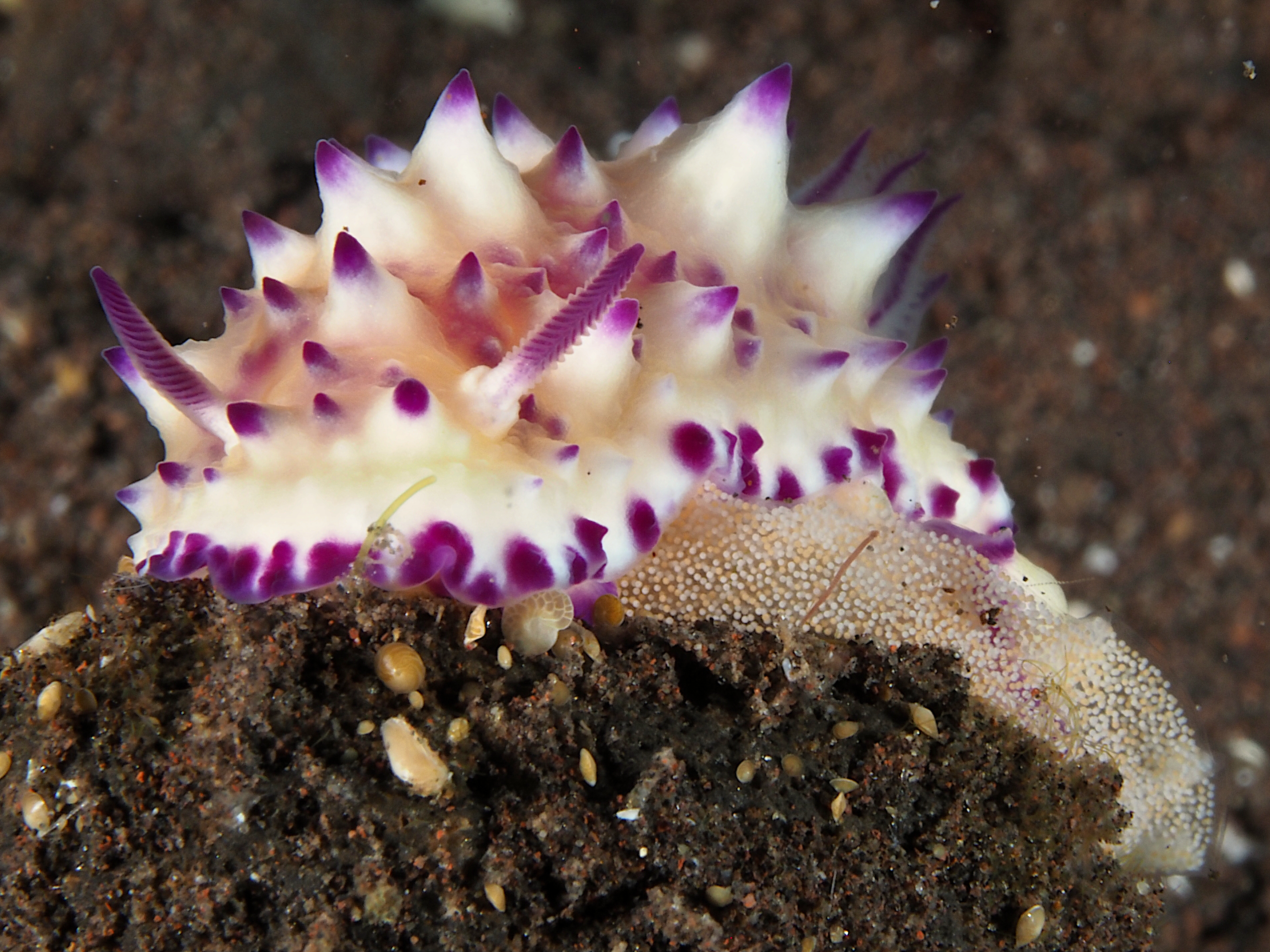 Bumpy Mexichromis - Mexichromis multituberculata