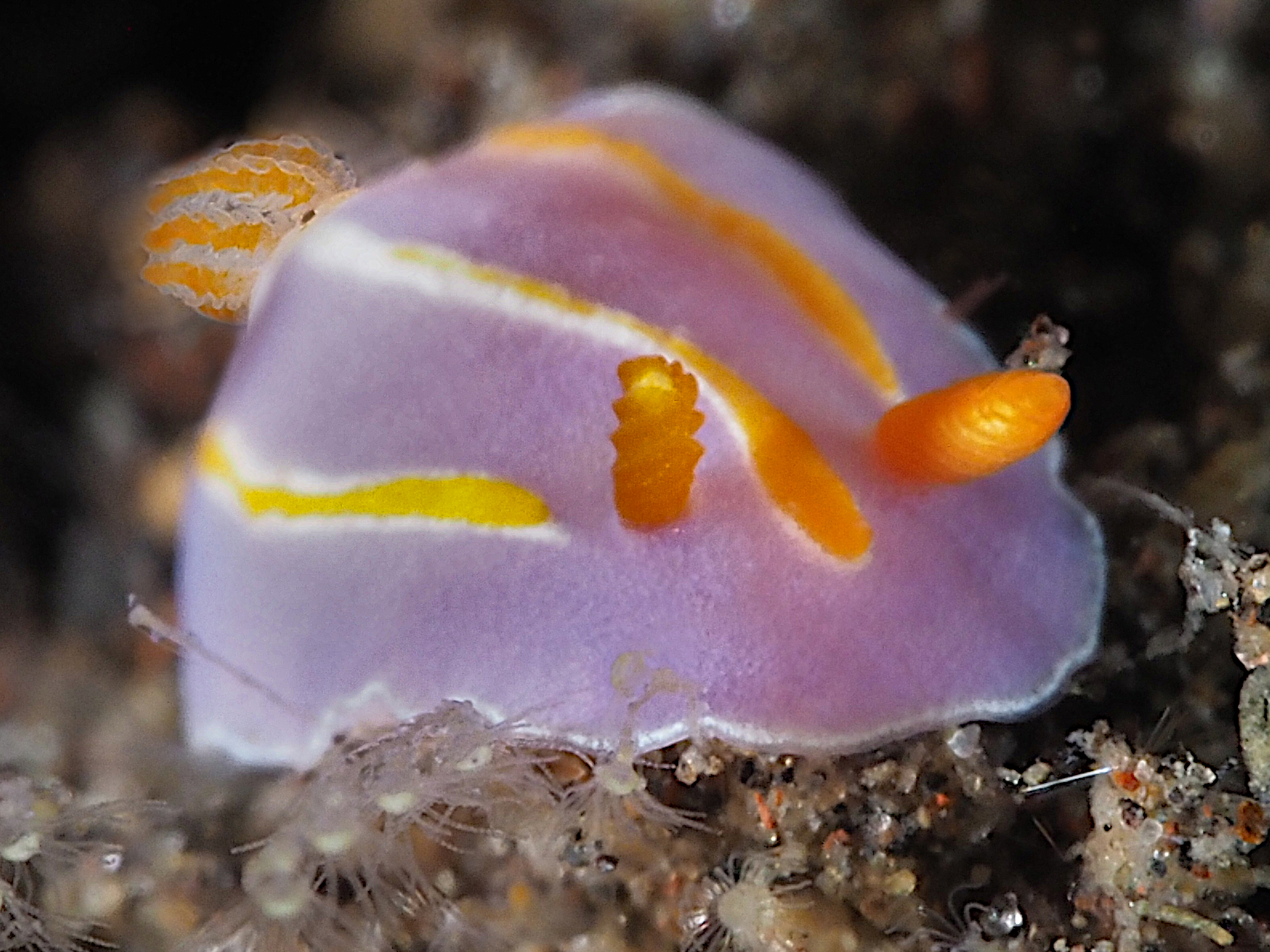 Tree-Lined Mexichromis - Mexichromis trilineata - Bali, Indonesia