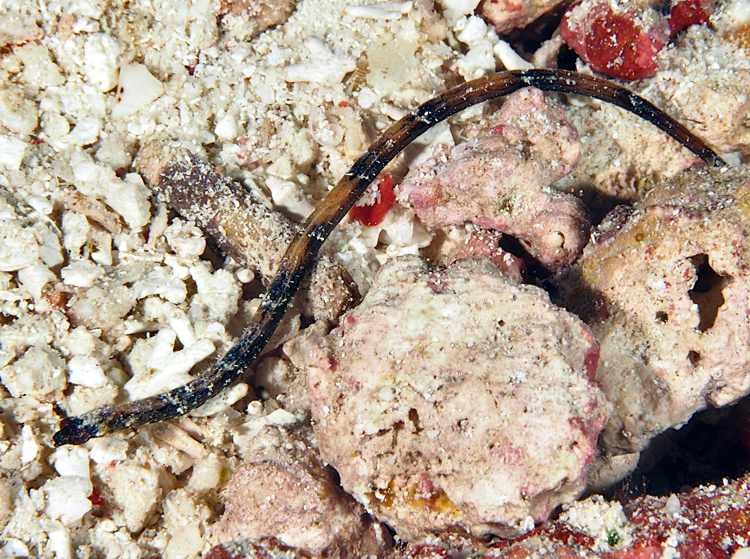 Shortnose Pipefish - Micrognathus andersonii