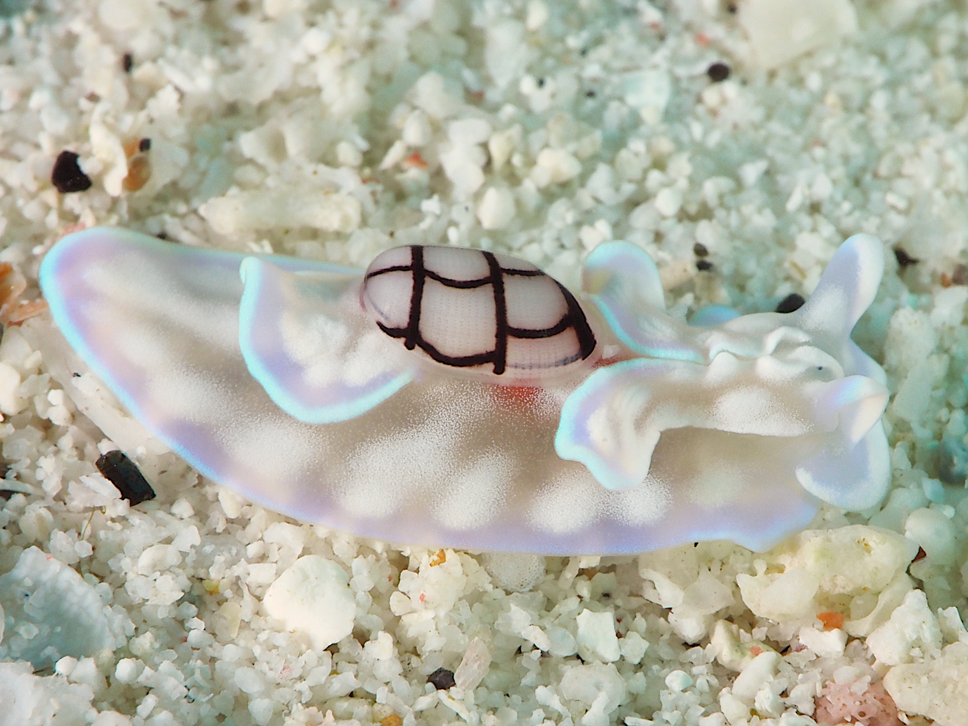 Micromelo guamensis - Micromelo guamensis