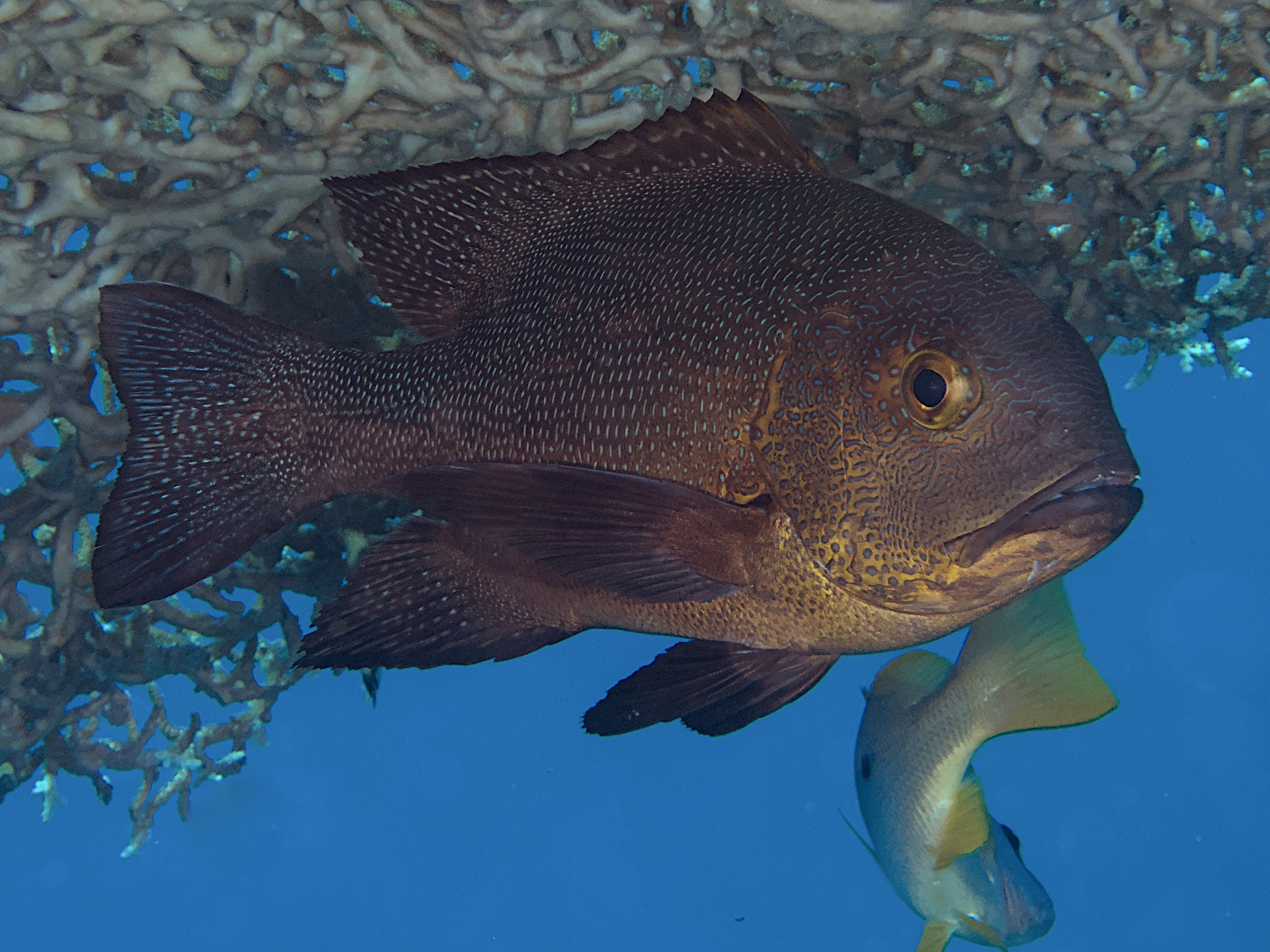 Midnight Snapper - Macolor macularis