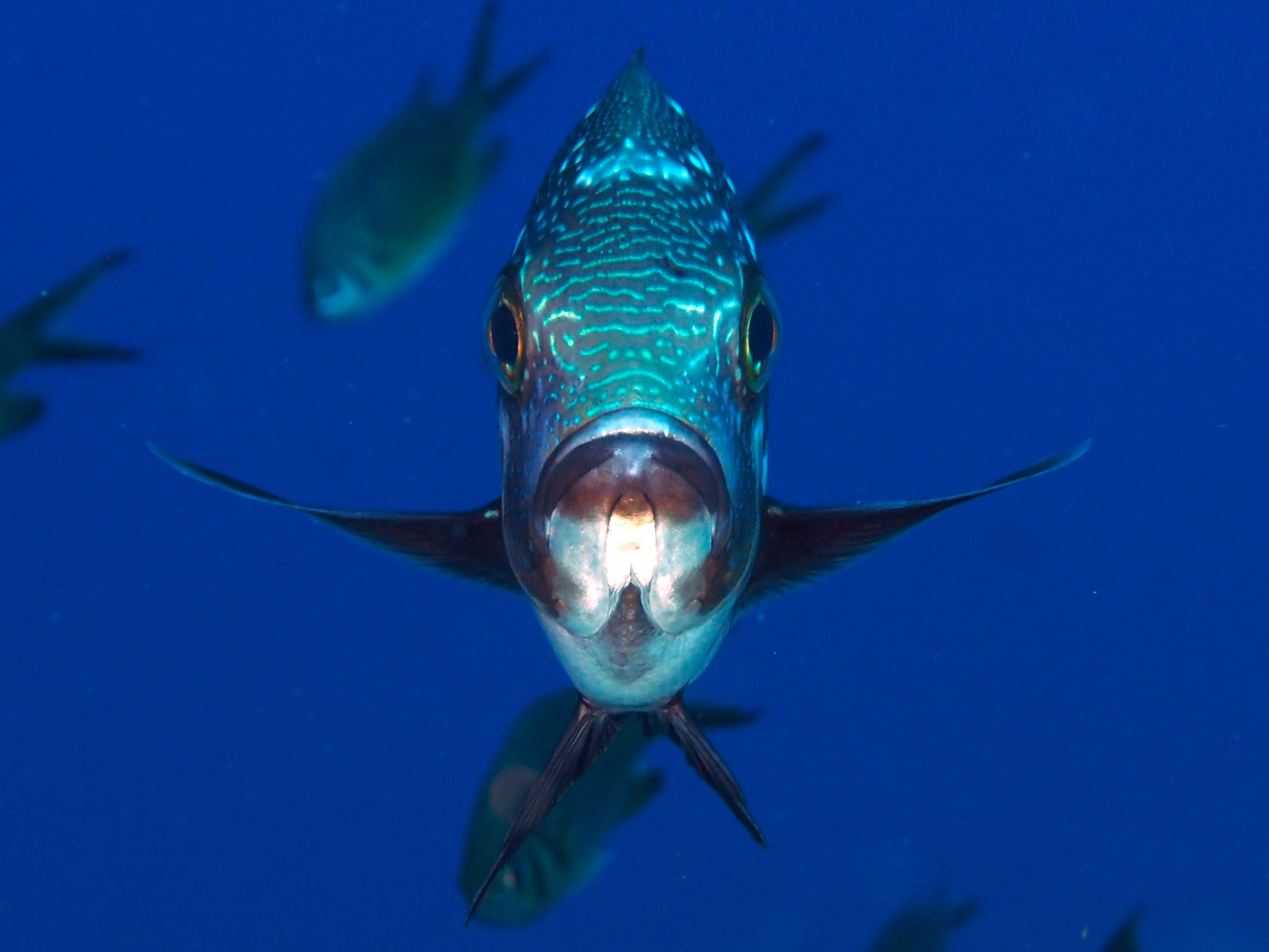 Midnight Snapper - Macolor macularis