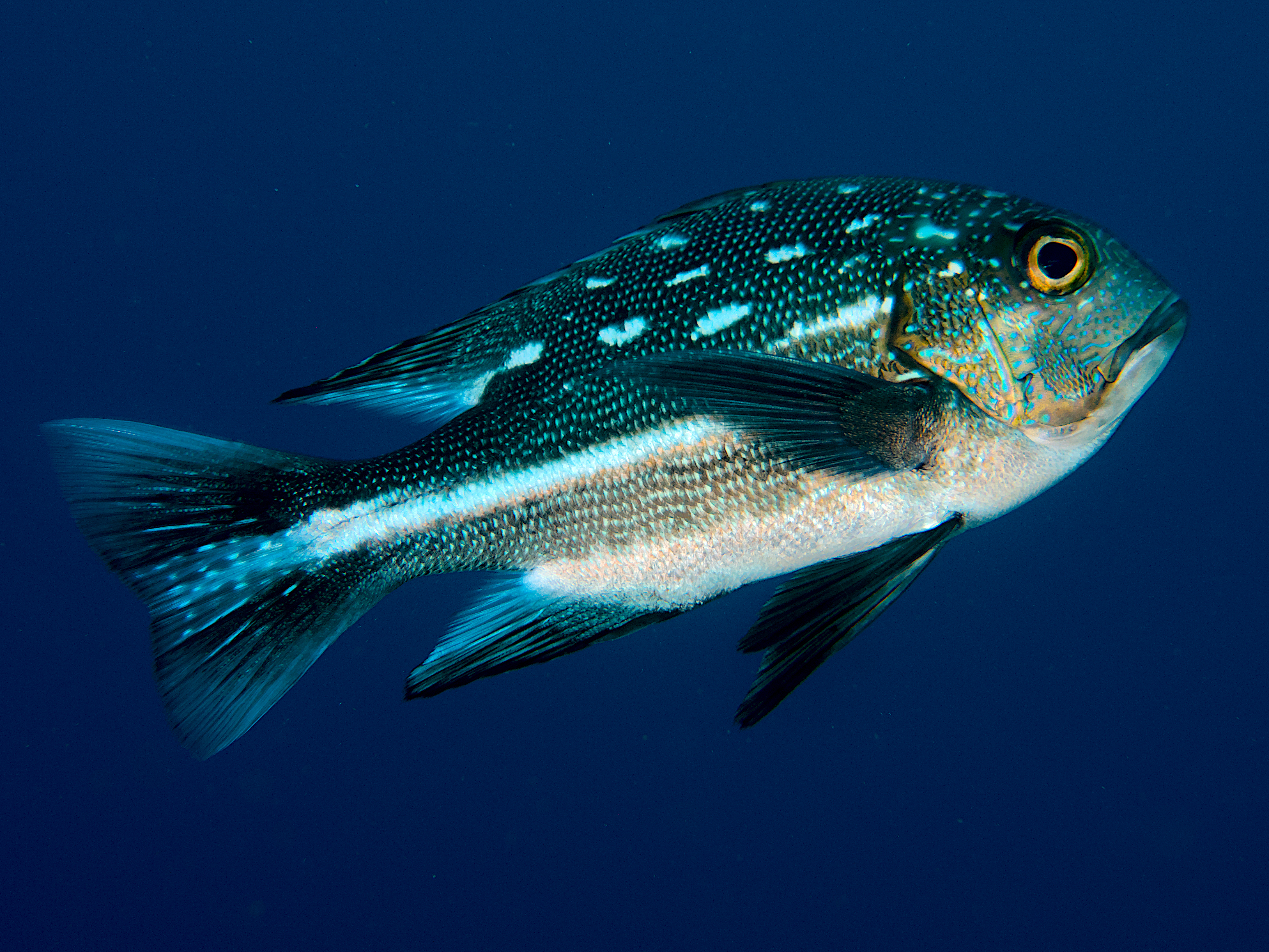 Midnight Snapper - Macolor macularis