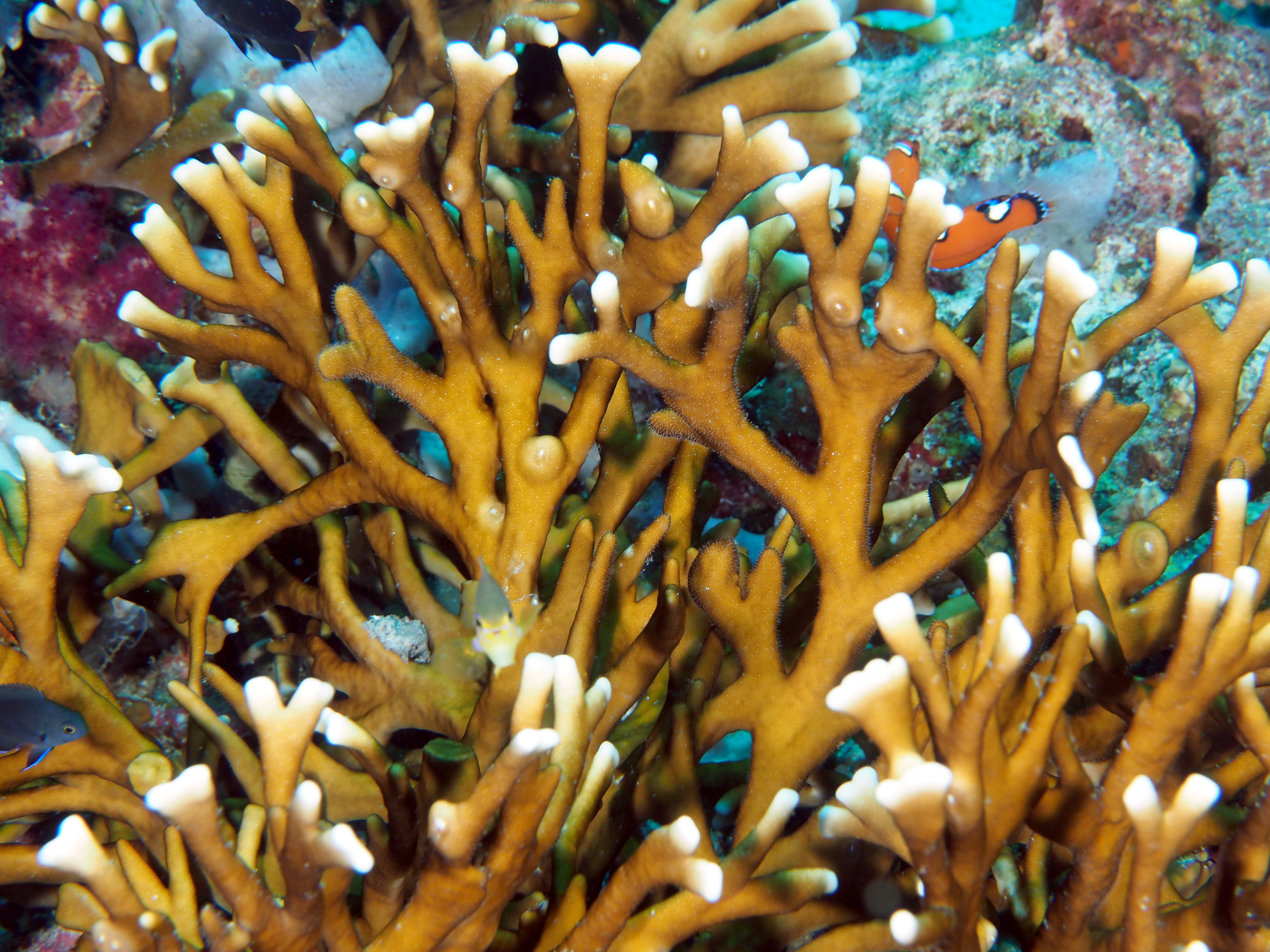 Intricate Fire Coral - Millepora intricata - Komodo, Indonesia