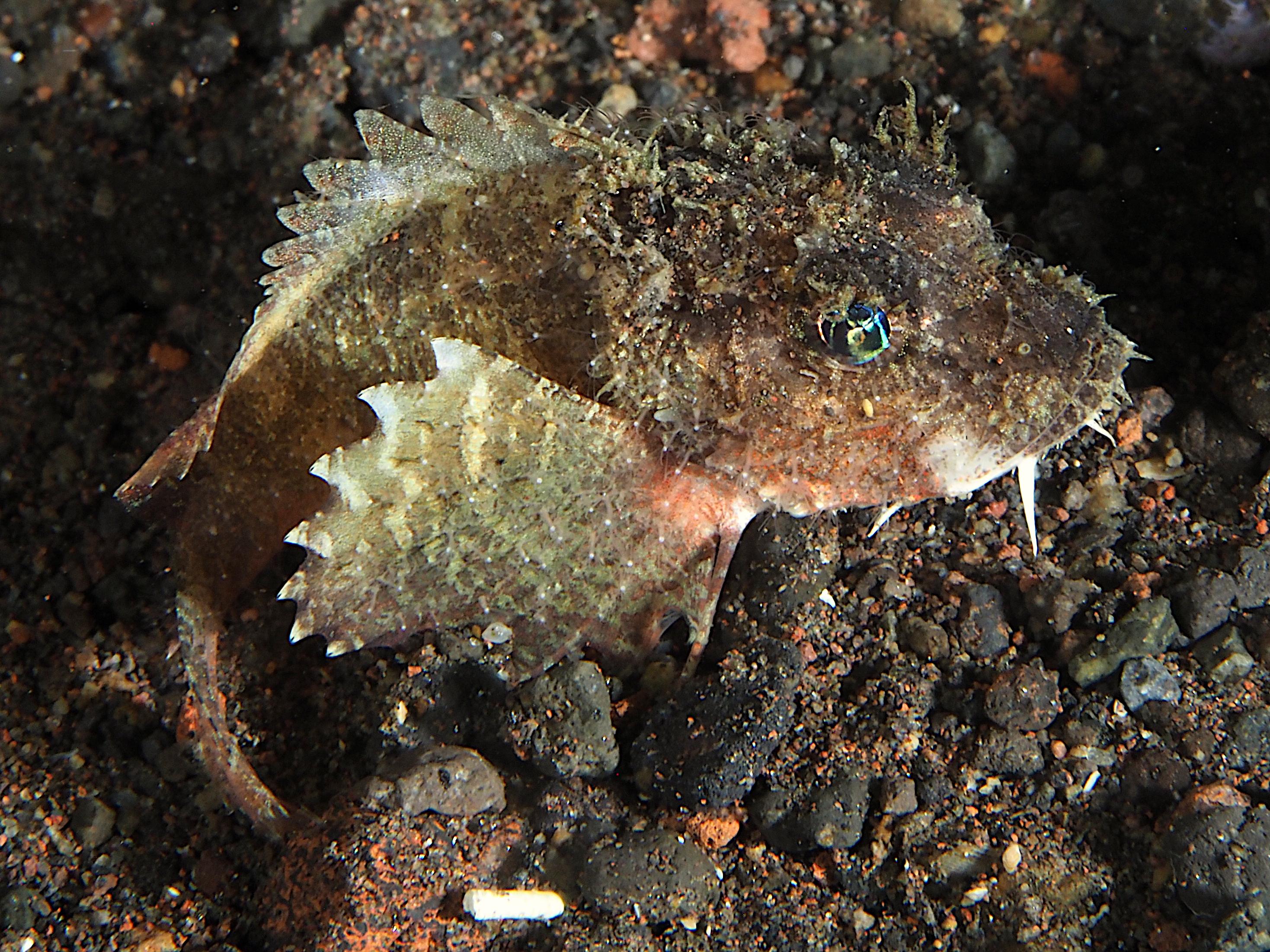 Striped Stinger - Minous trachycephalus - Bali, Indonesia