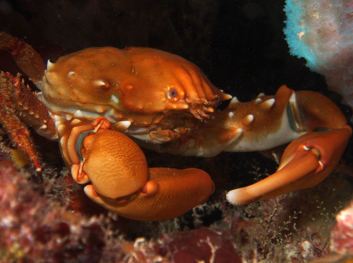 Coral Clinging Crab - Mithrax hispidus