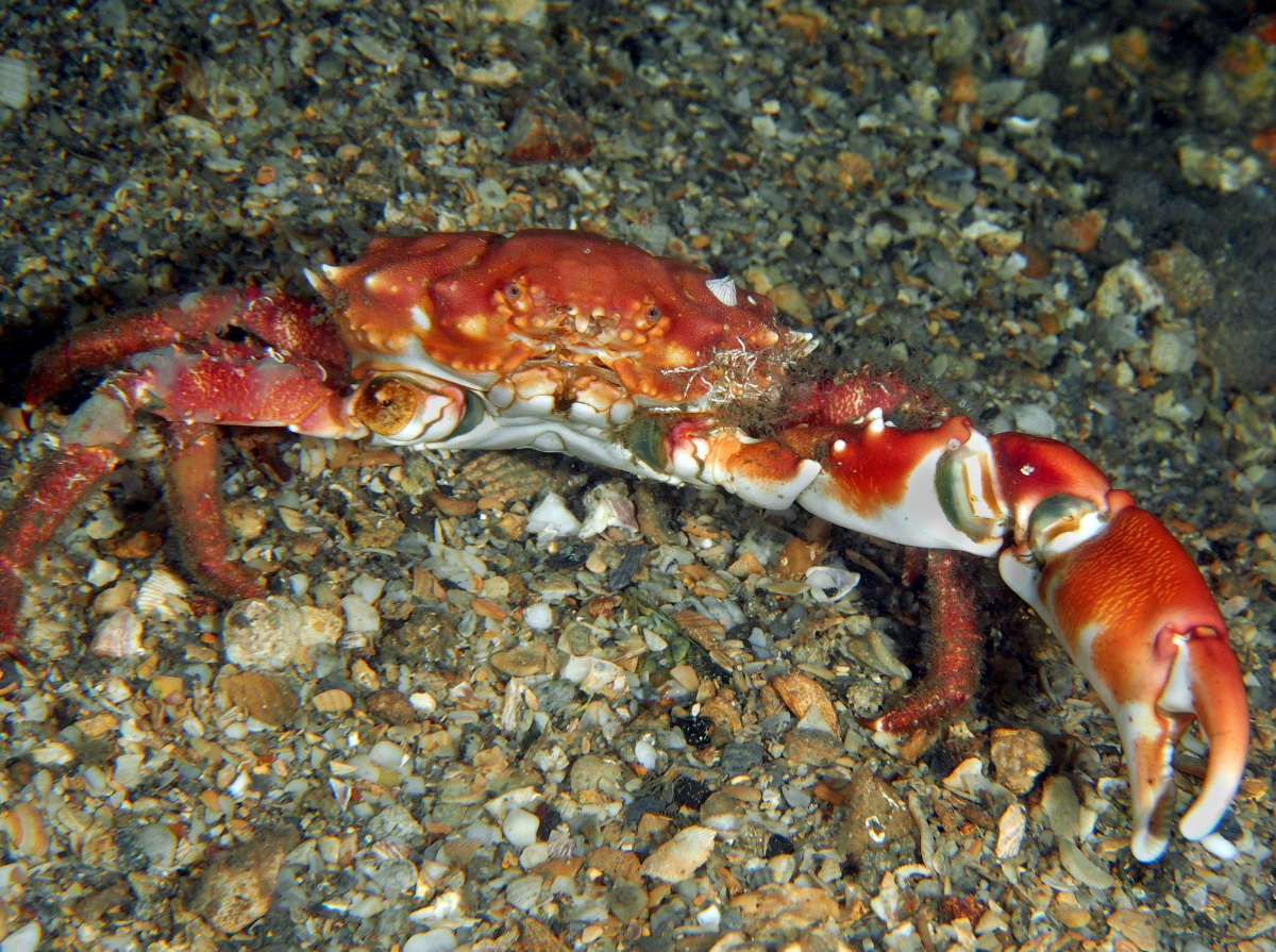 Coral Clinging Crab - Mithrax hispidus