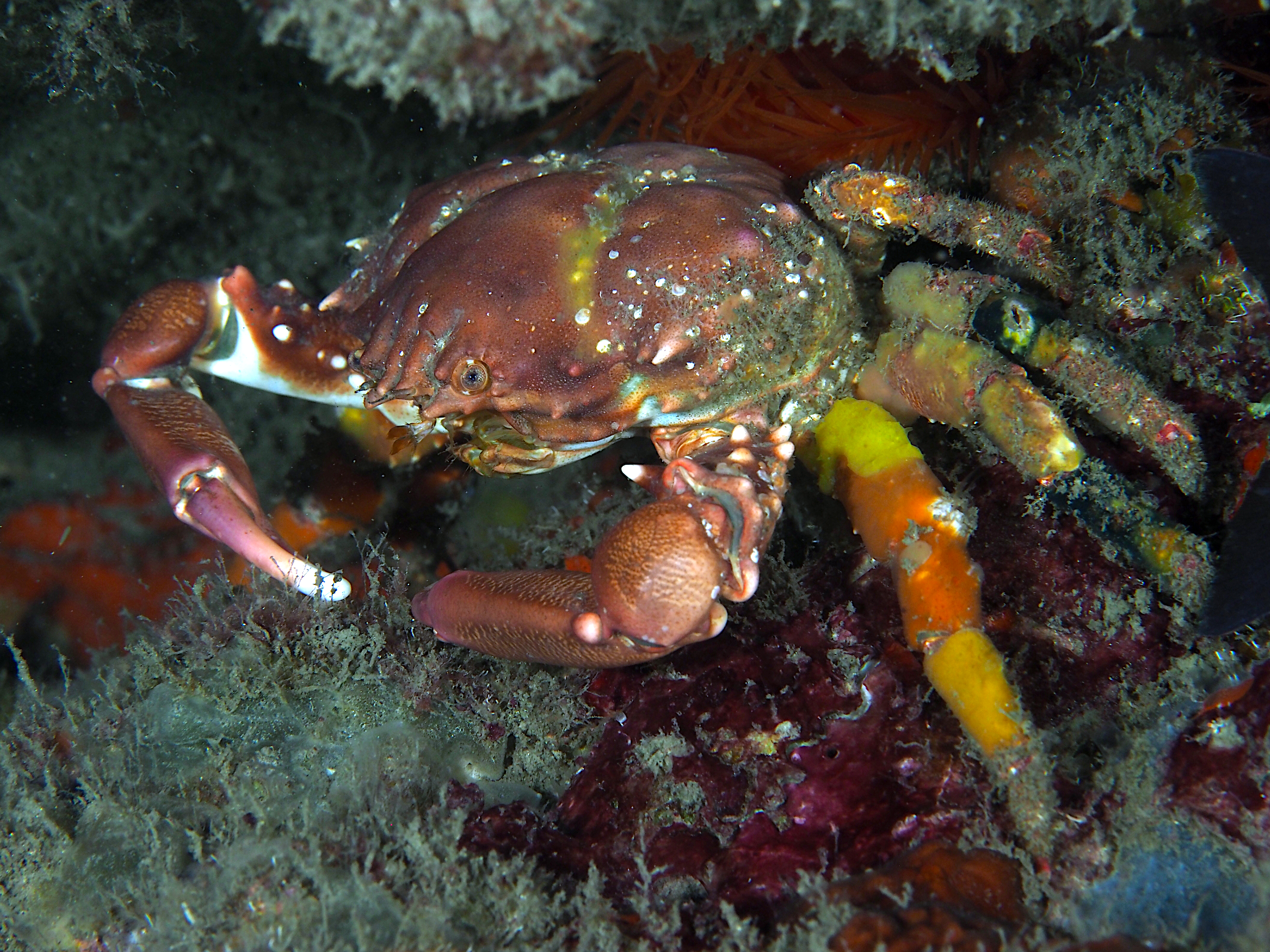 Coral Clinging Crab - Mithrax hispidus