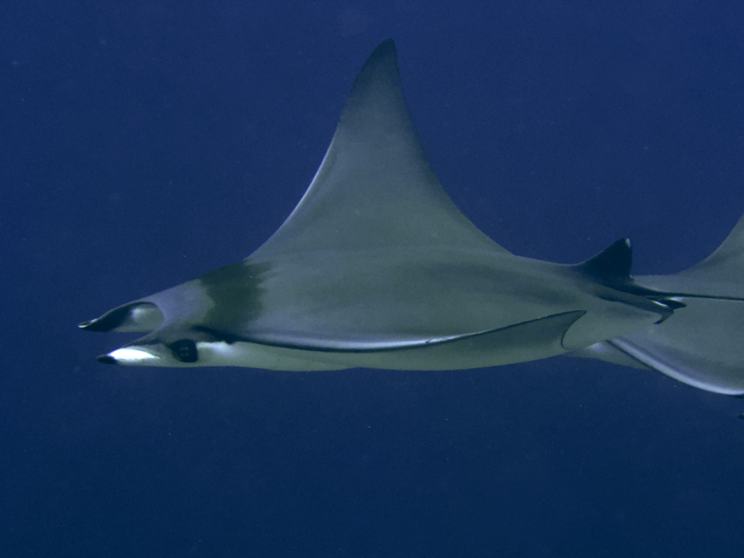 Devil Ray - Mobula mobular