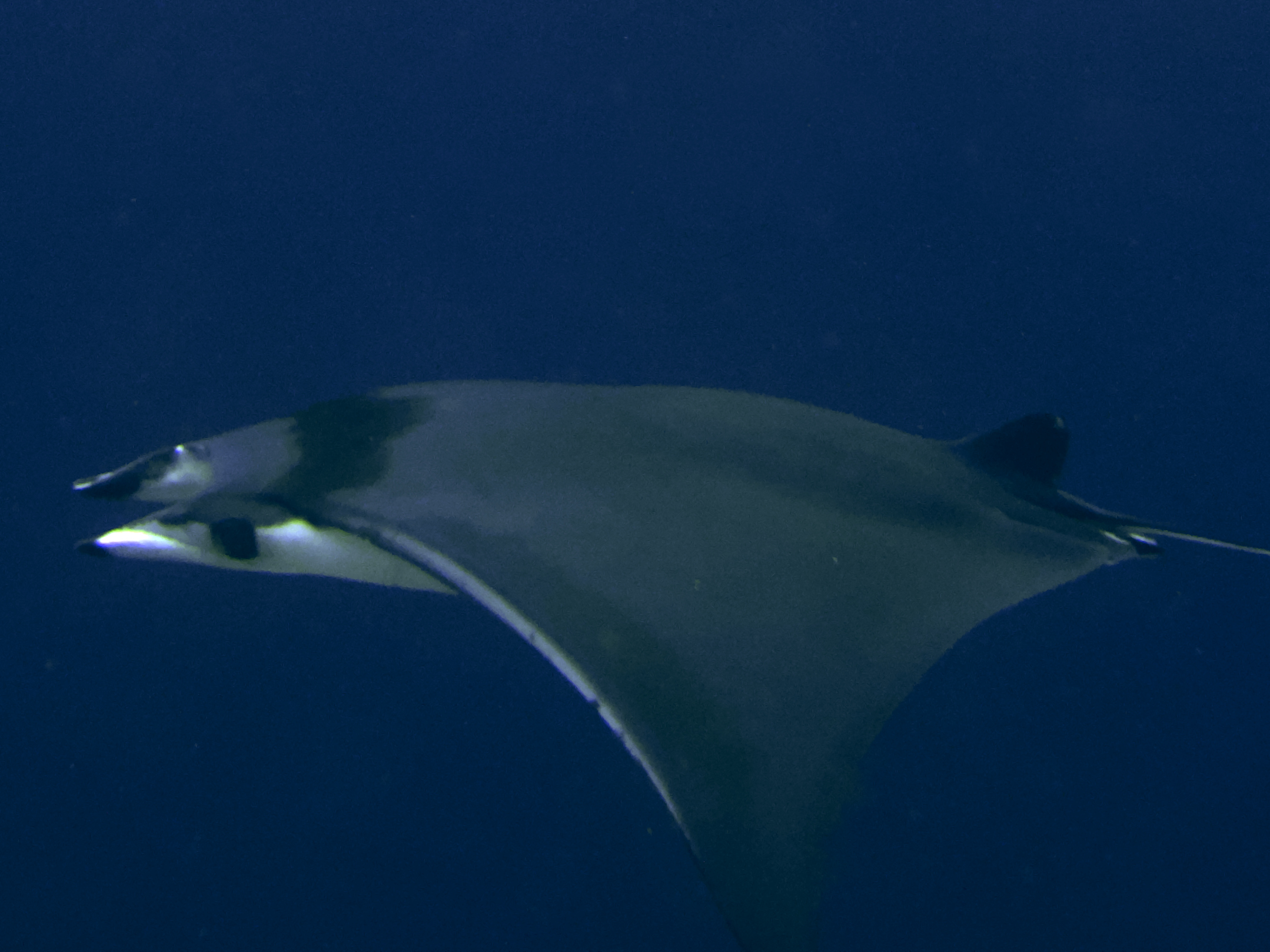Devil Ray - Mobula mobular