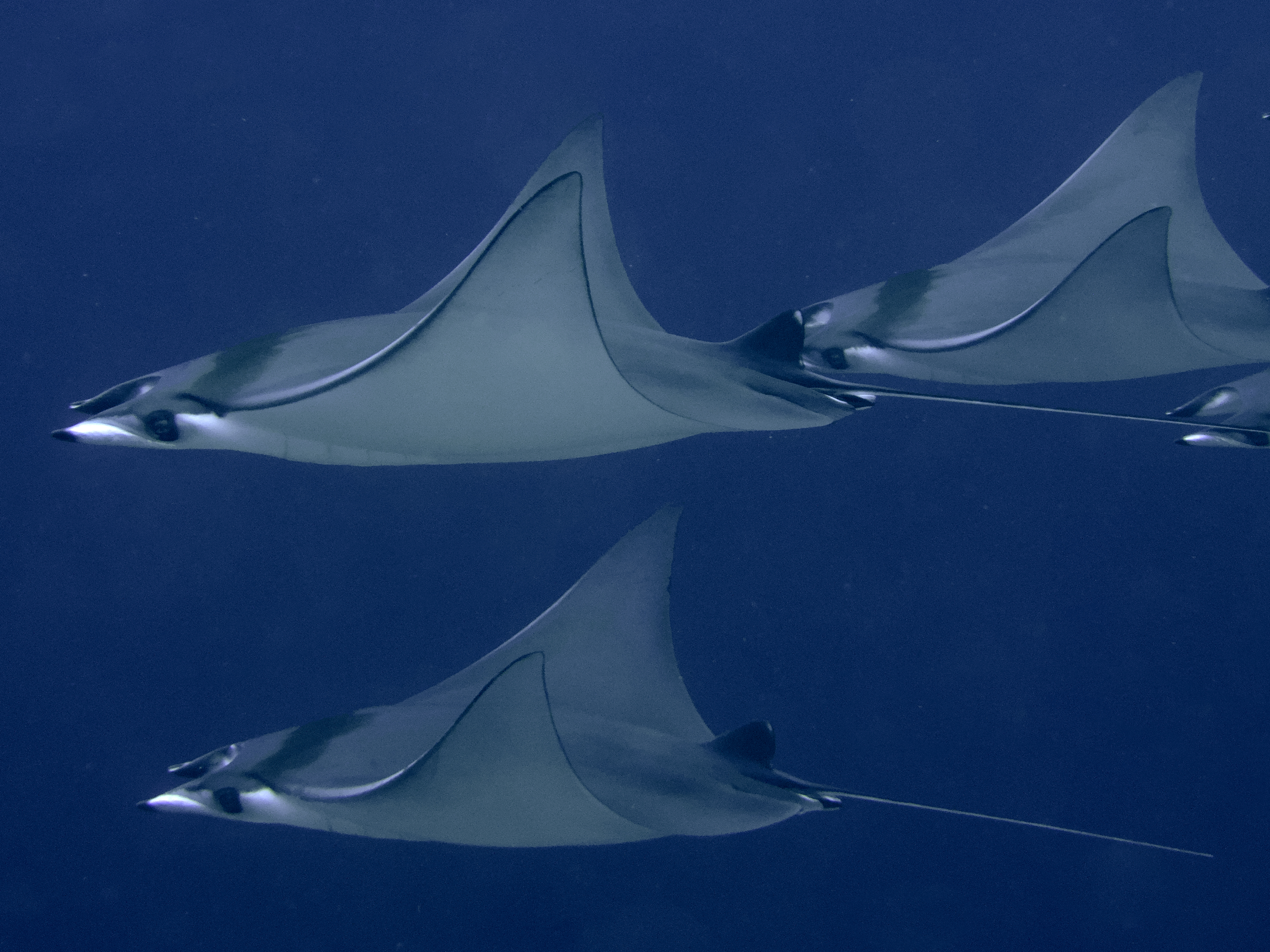 Devil Ray - Mobula mobular