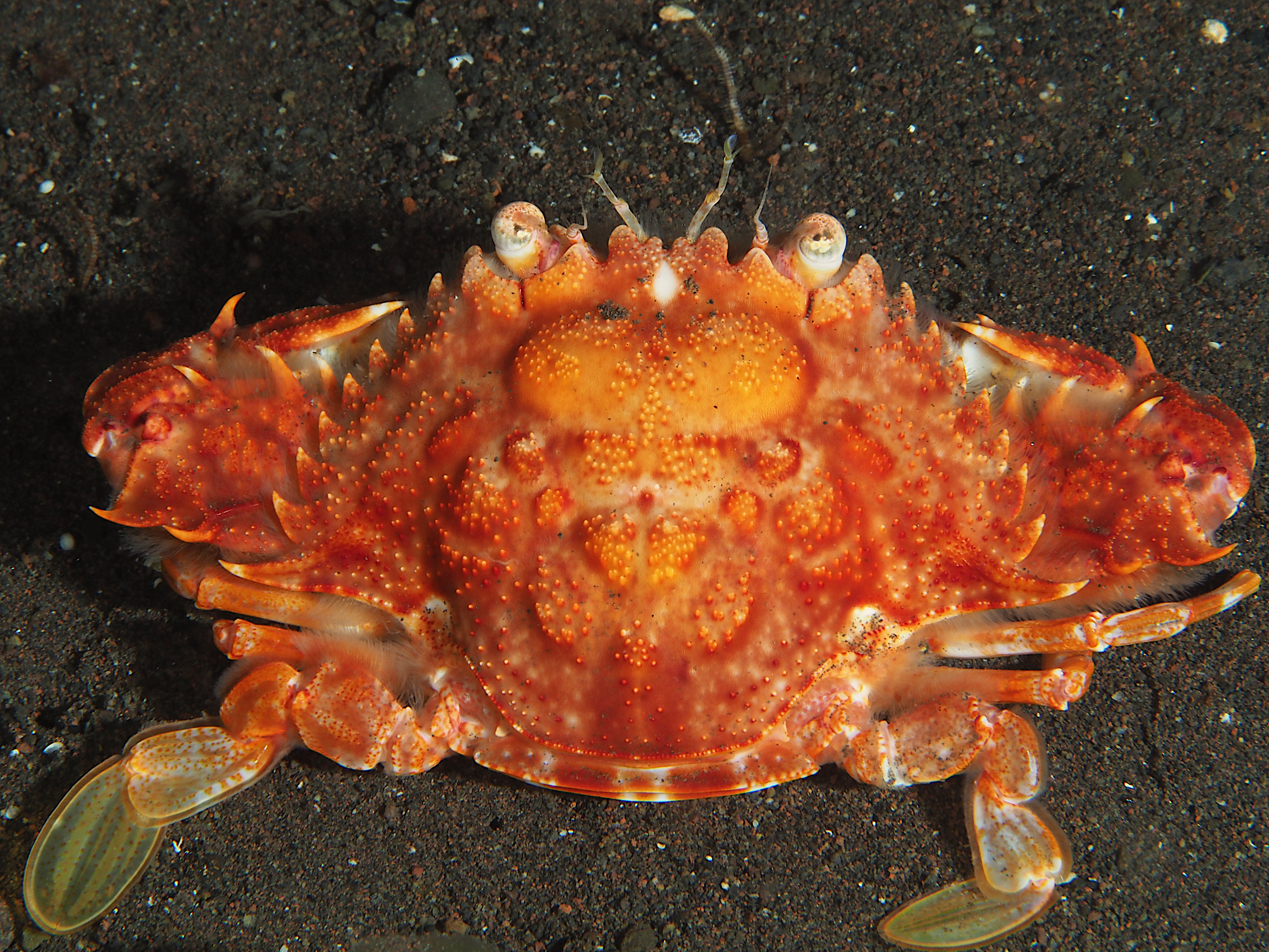 Red Monomia - Monomia petrea