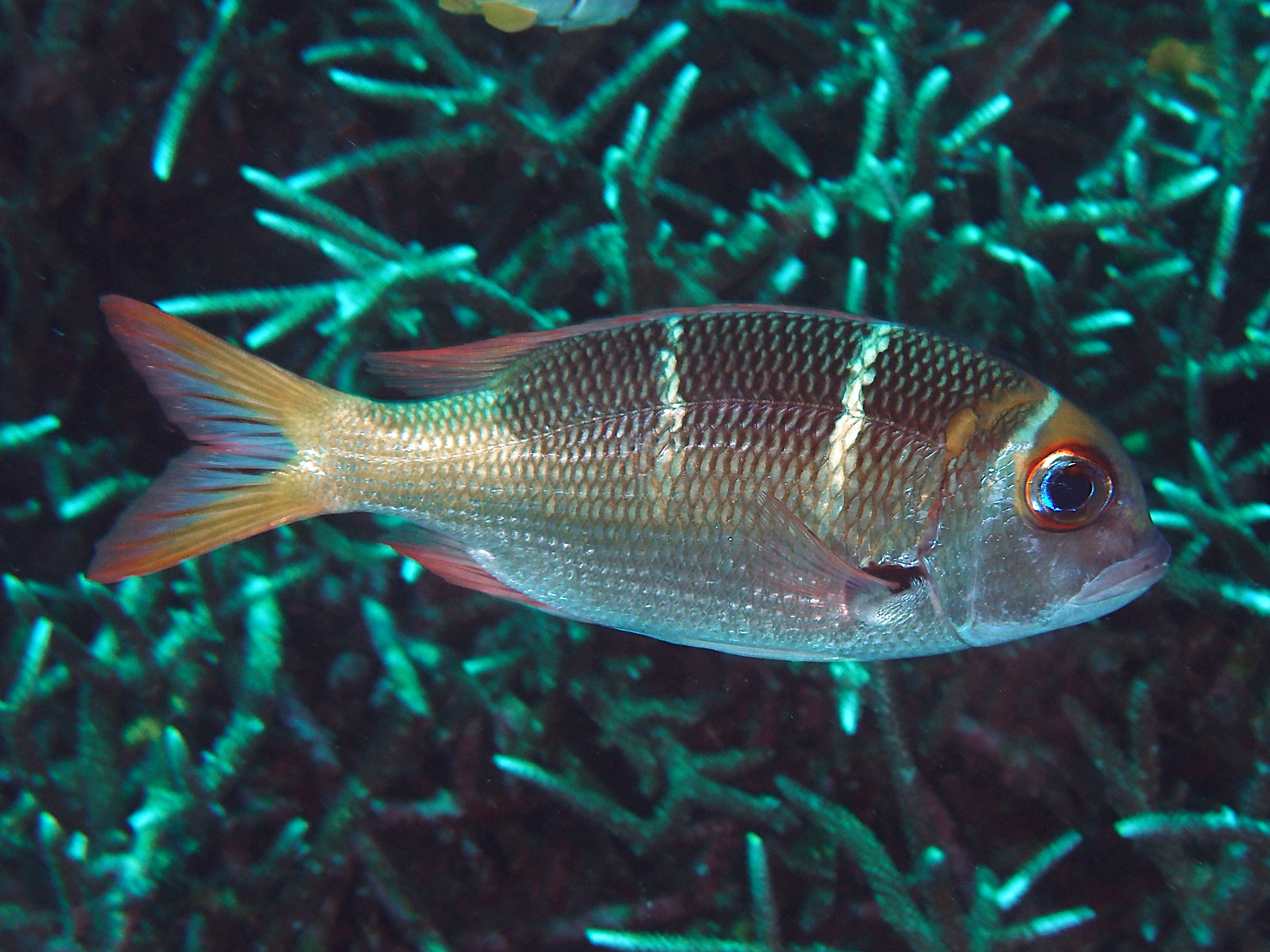 Redfin Bream - Monotaxis heterodon
