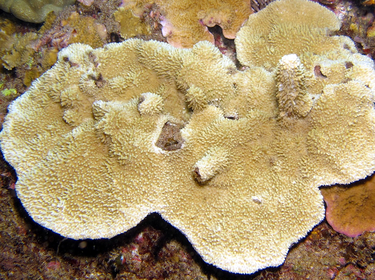 Rice Coral - Montipora capitata