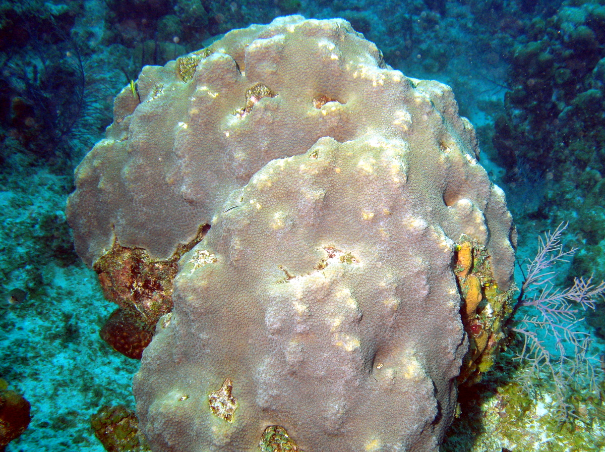 Mountainous Star Coral - Orbicella faveolata