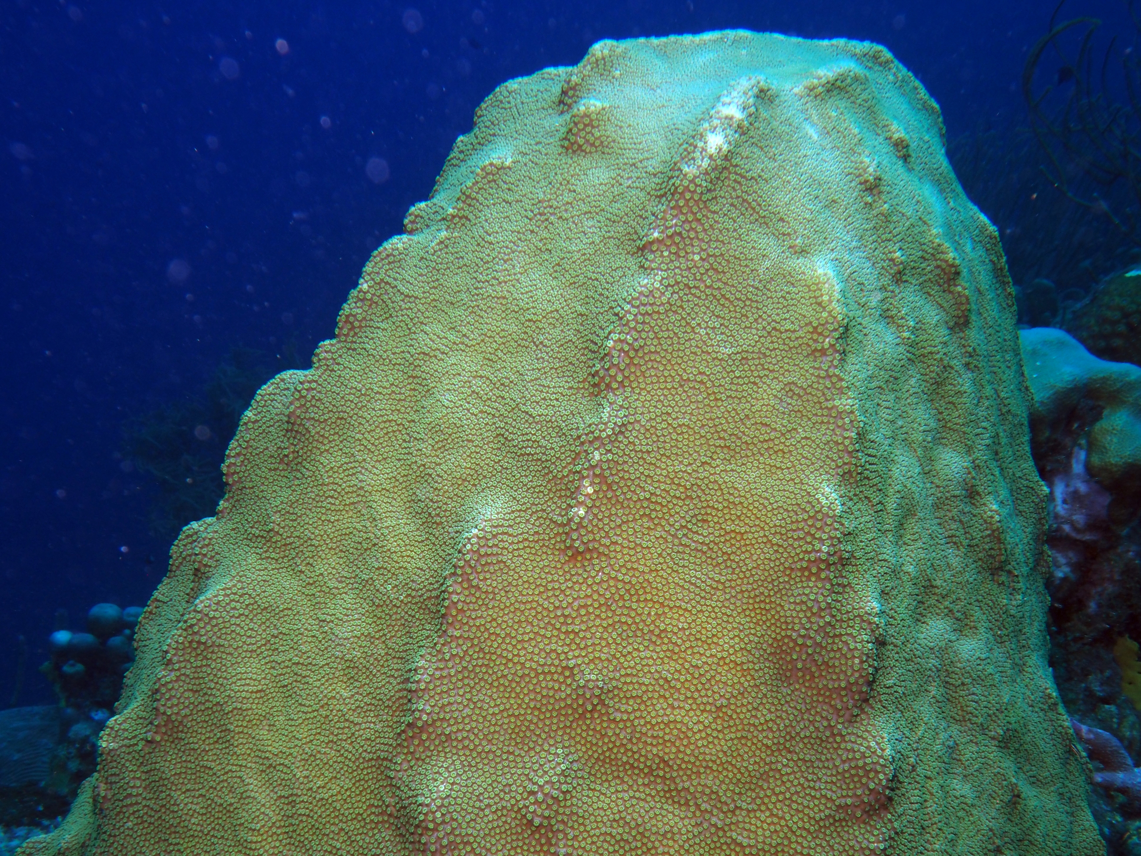 Mountainous Star Coral - Orbicella faveolata