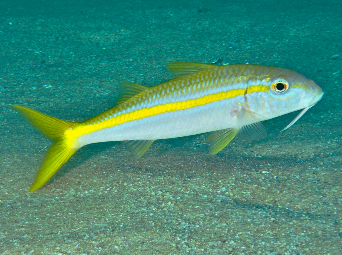 Mexican Goatfish - Mulloidichthys dentatus
