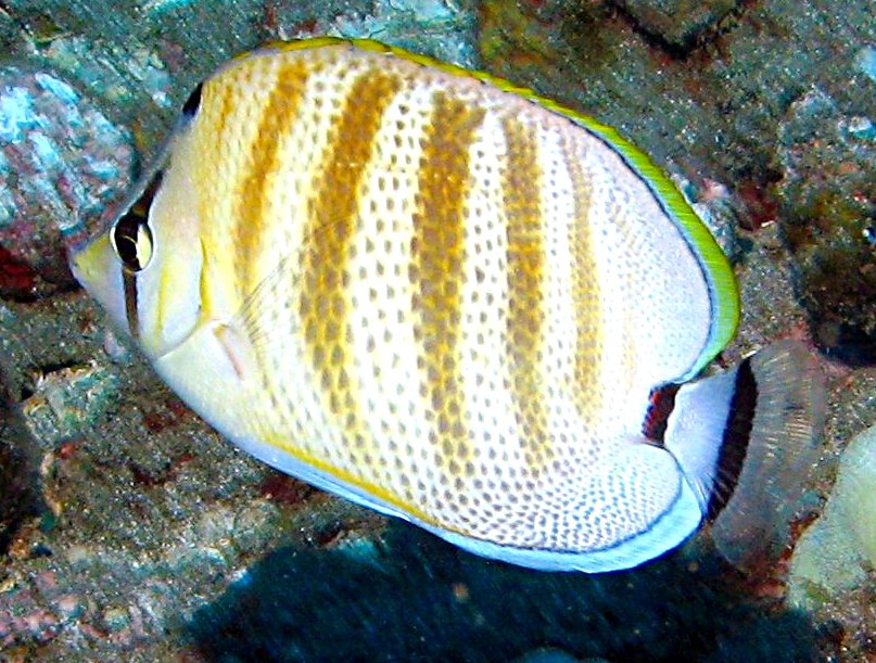 Multiband Butterflyfish - Chaetodon multicinctus