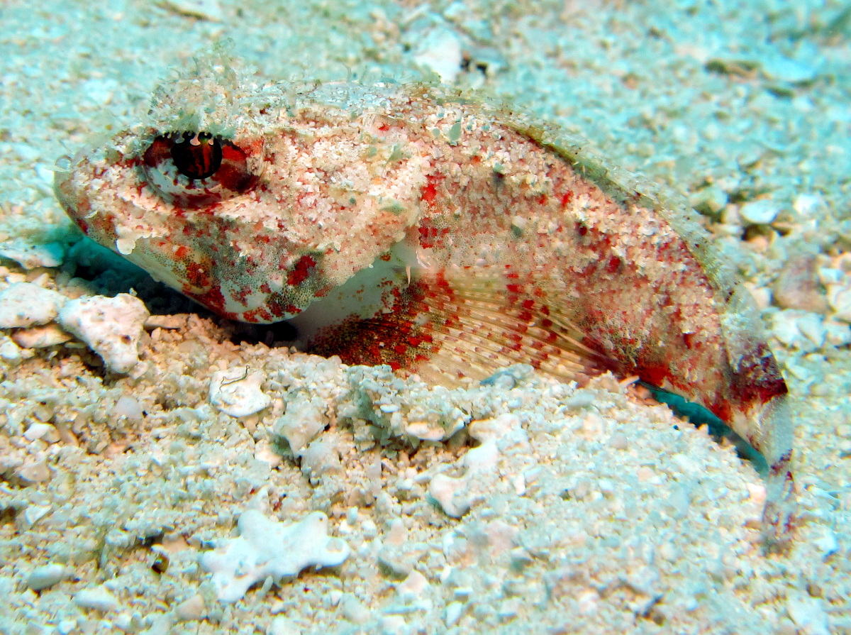 Mushroom Scorpionfish - Scorpaena inermis