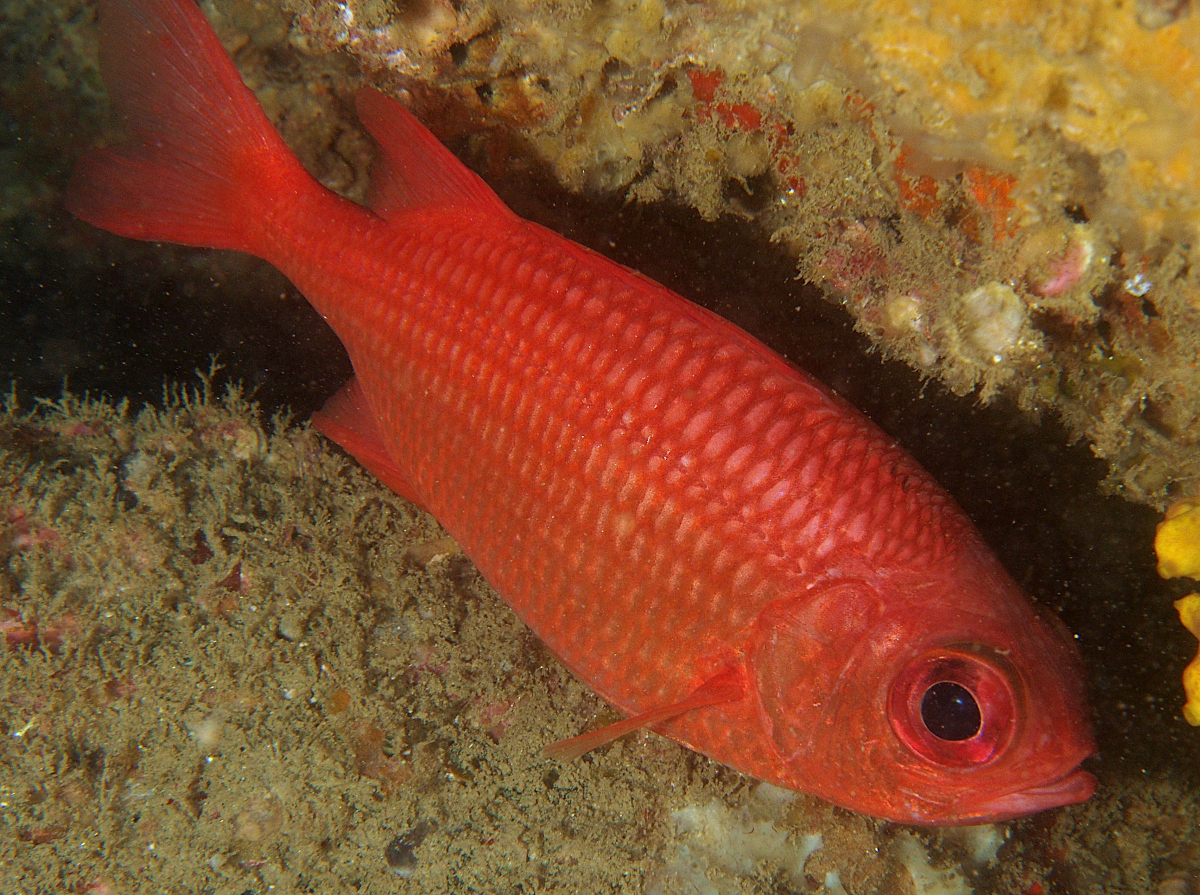 Panamic Soldierfish - Myripristis leiognathus - Cabo San Lucas, Mexico