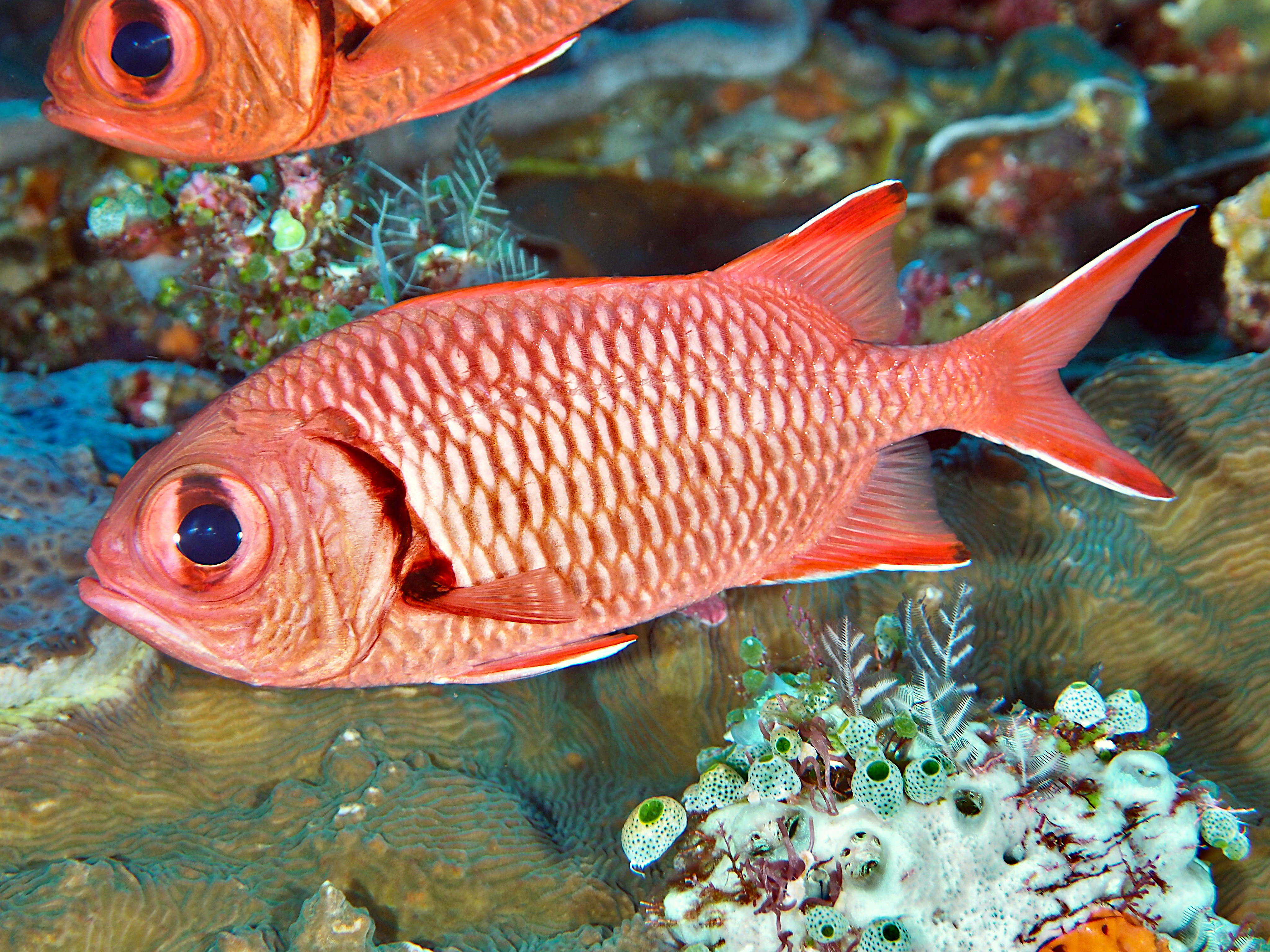 Blotcheye Soldierfish - Myripristis murdjan - Lombok, Indonesia