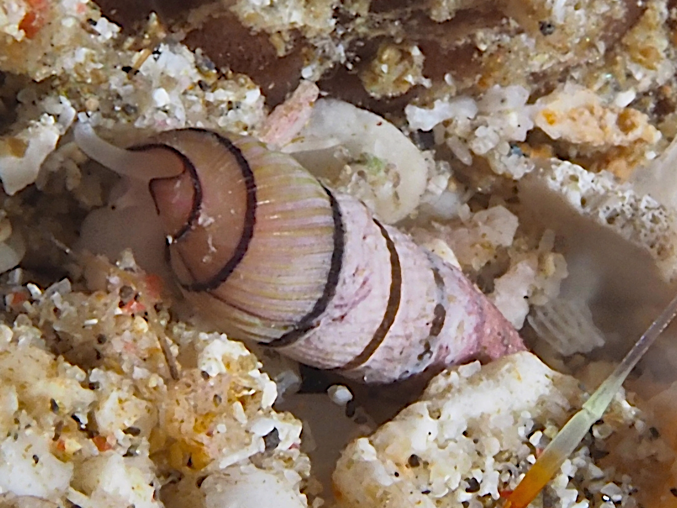 Pygmy Auger - Myurella pygmaea - Komodo, Indonesia