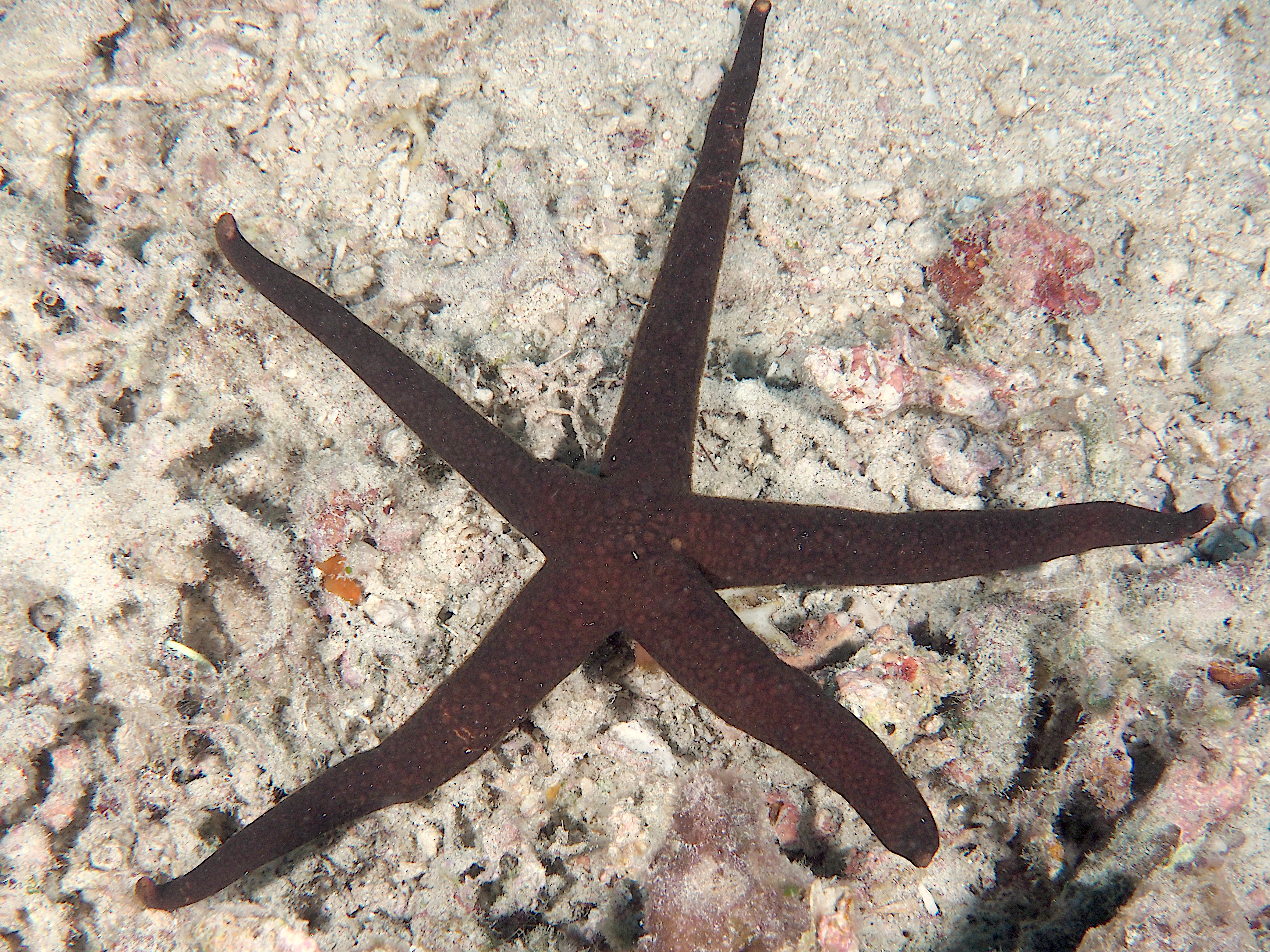 Brown Mesh Sea Star - Nardoa galatheae - Komodo, Indonesia