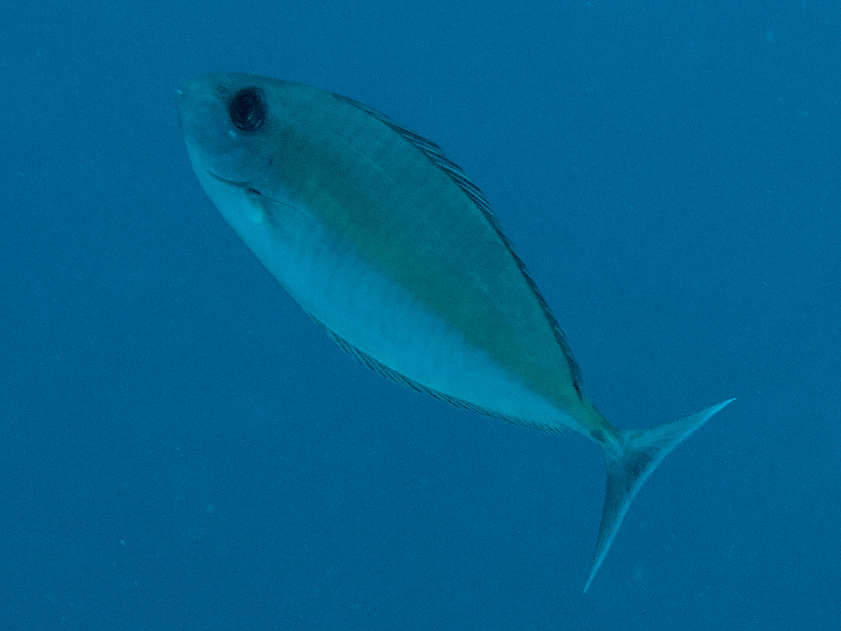 Gray Unicornfish - Naso caesius