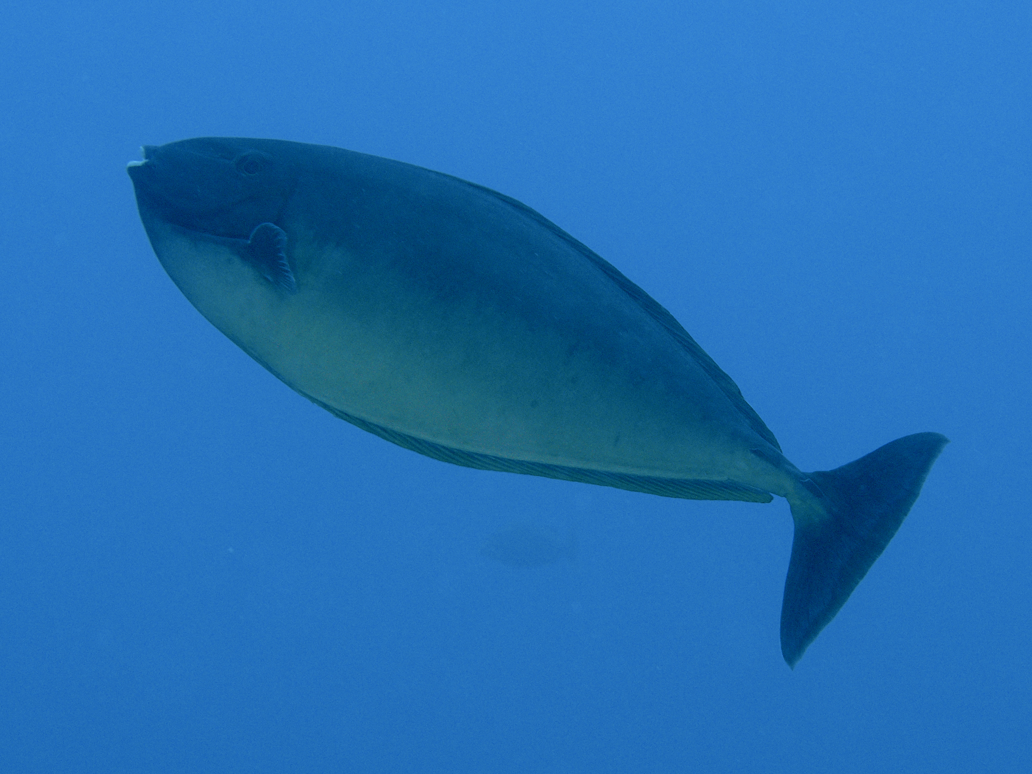 Sleek Unicornfish - Naso hexacanthus