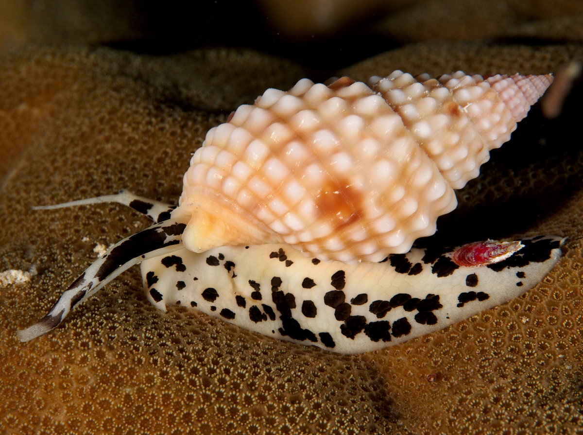 Pimpled Basket Shell - Nassarius papillosus